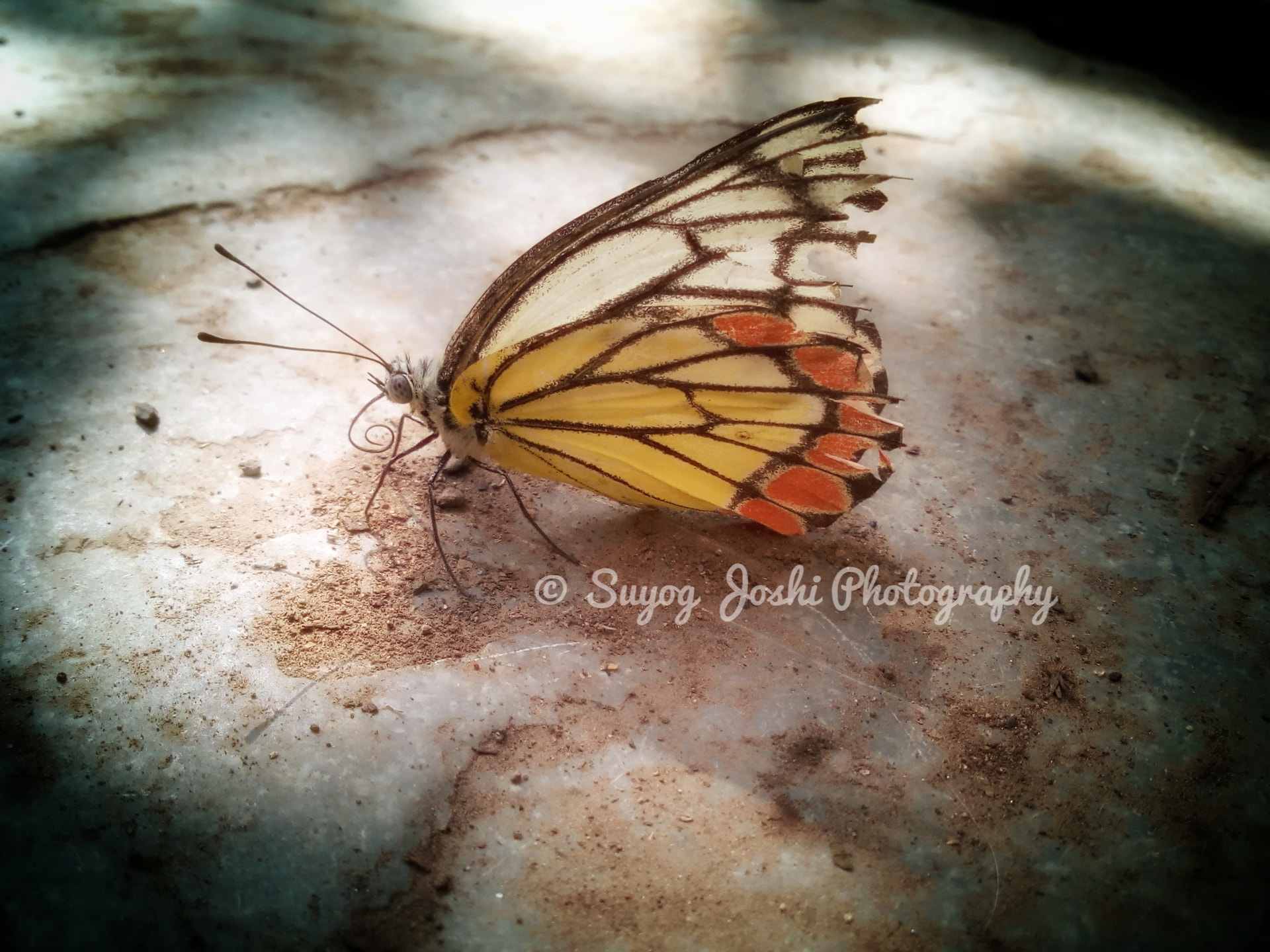 Micromax Canvas A1 sample photo. Delicate photography