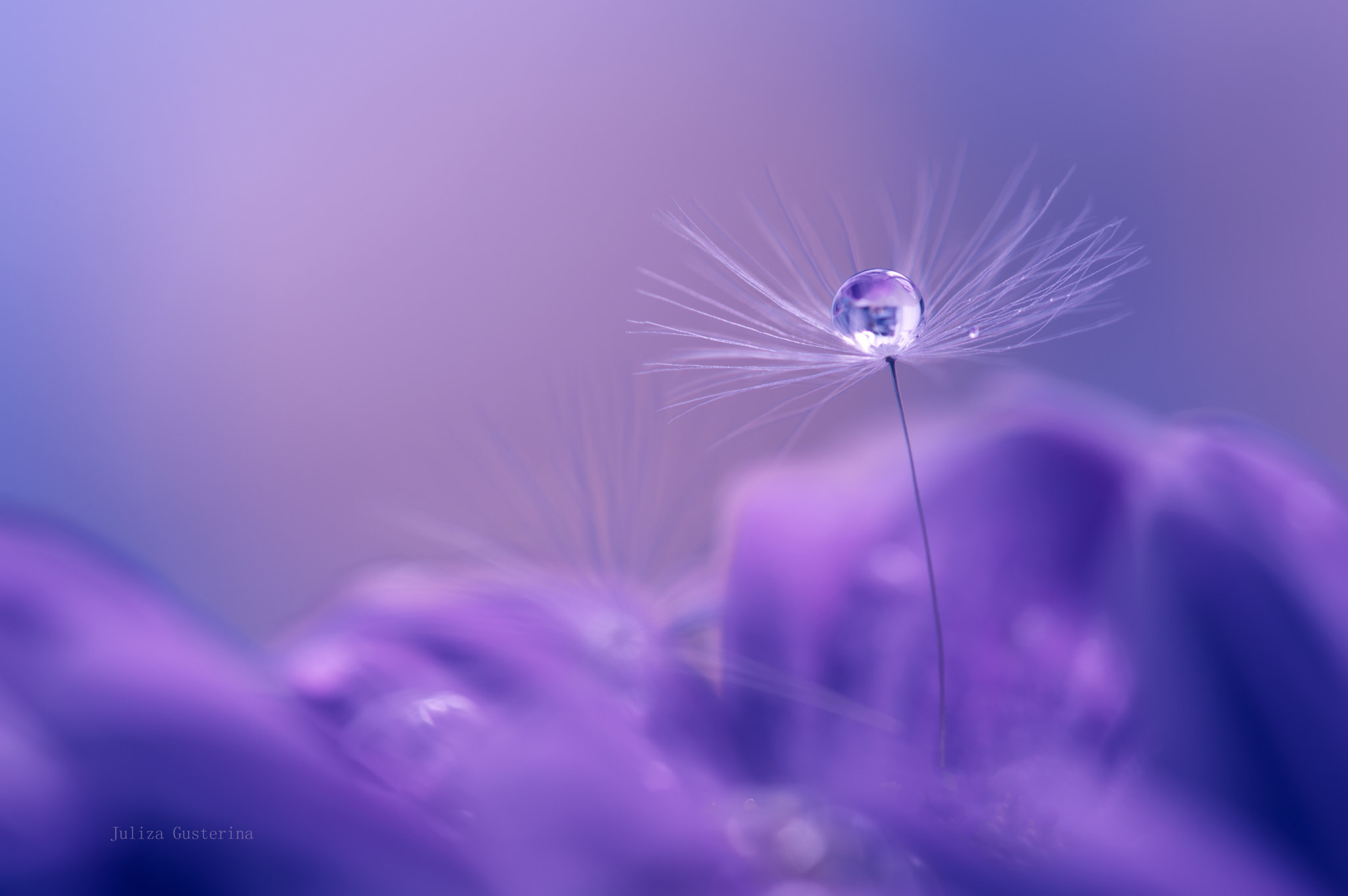 Nikon AF-S Micro-Nikkor 105mm F2.8G IF-ED VR sample photo. ♥◘♥◘♥ photography