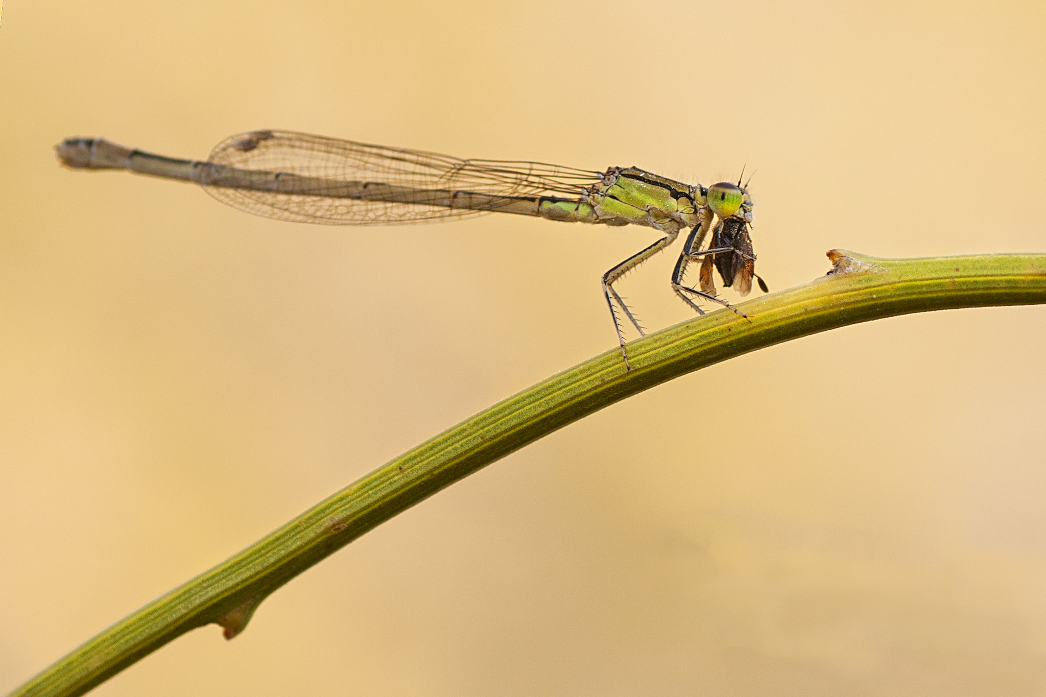 Nikon D300 sample photo. 168 photography