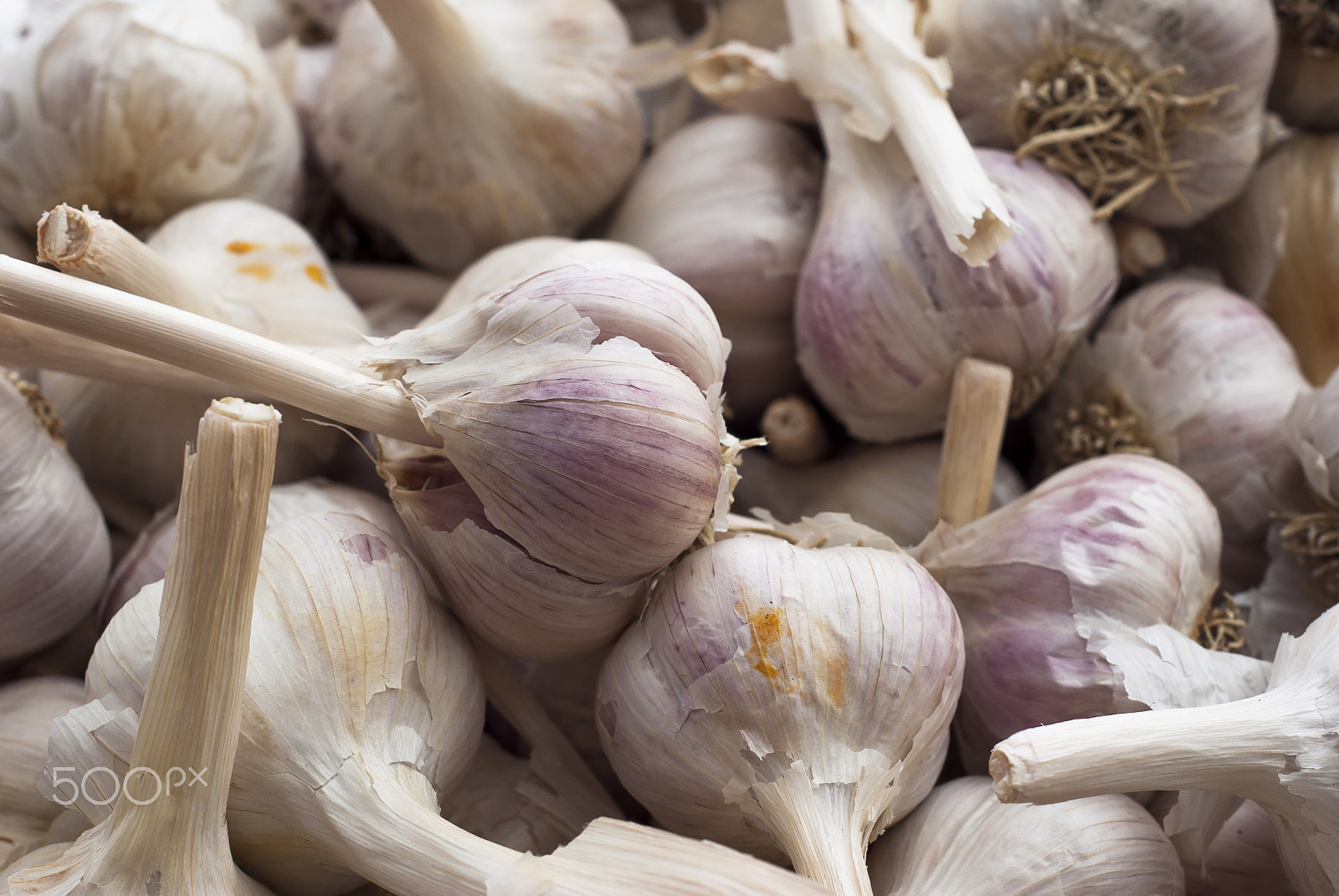 Nikon D60 + Nikon AF Nikkor 50mm F1.8D sample photo. Garlic heads photography