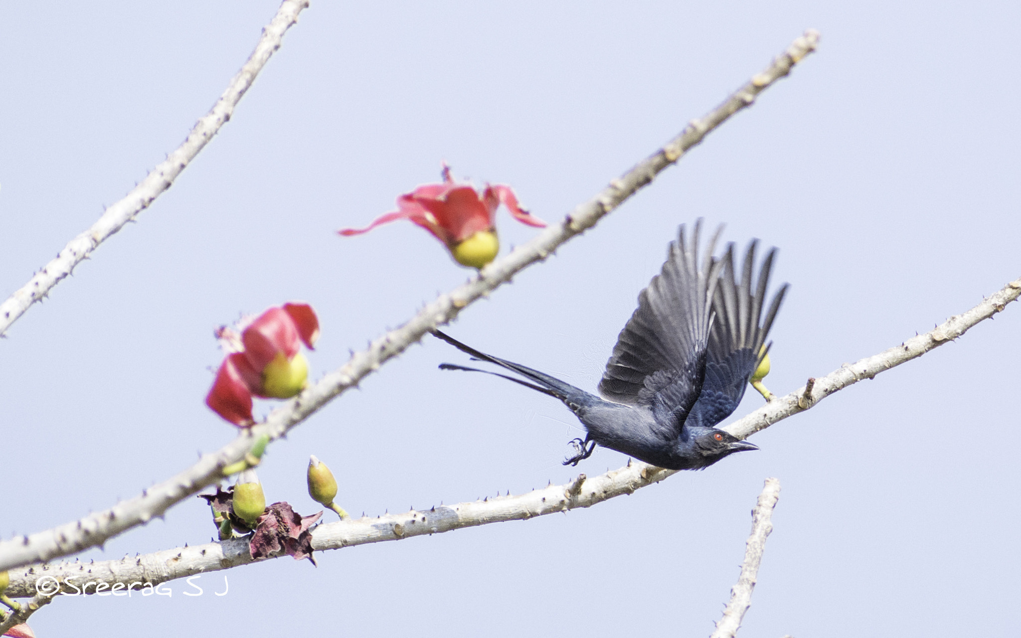 Nikon D5200 + Sigma 70-300mm F4-5.6 DG OS sample photo. Black drongo. photography