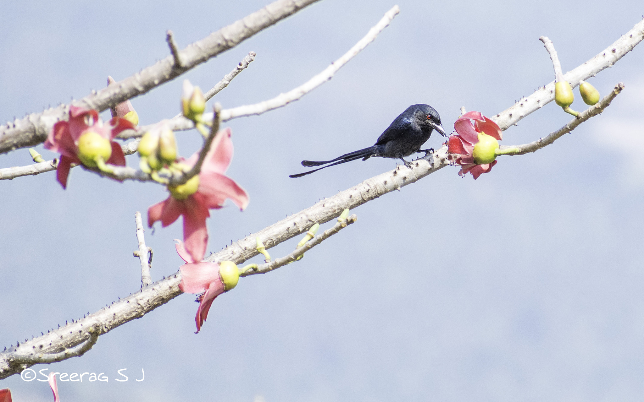 Nikon D5200 sample photo. Black drongo. photography