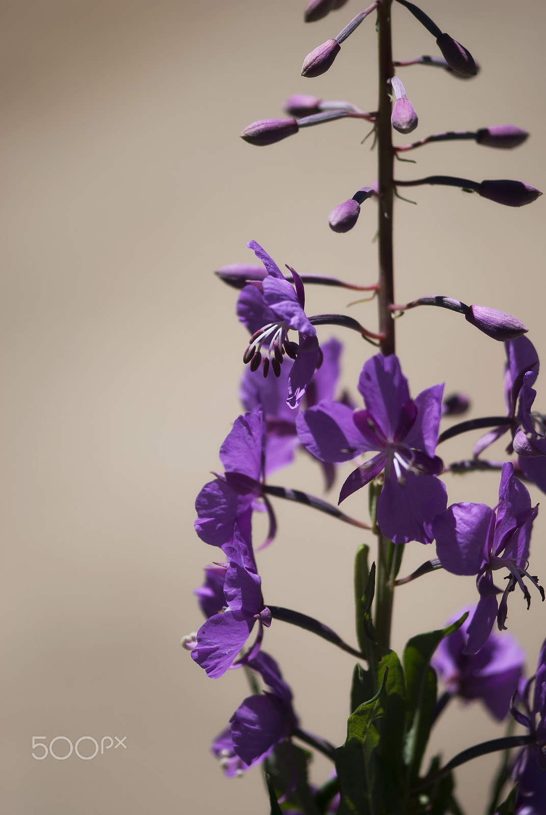 Nikon AF-S Micro-Nikkor 105mm F2.8G IF-ED VR sample photo. Fireweed photography