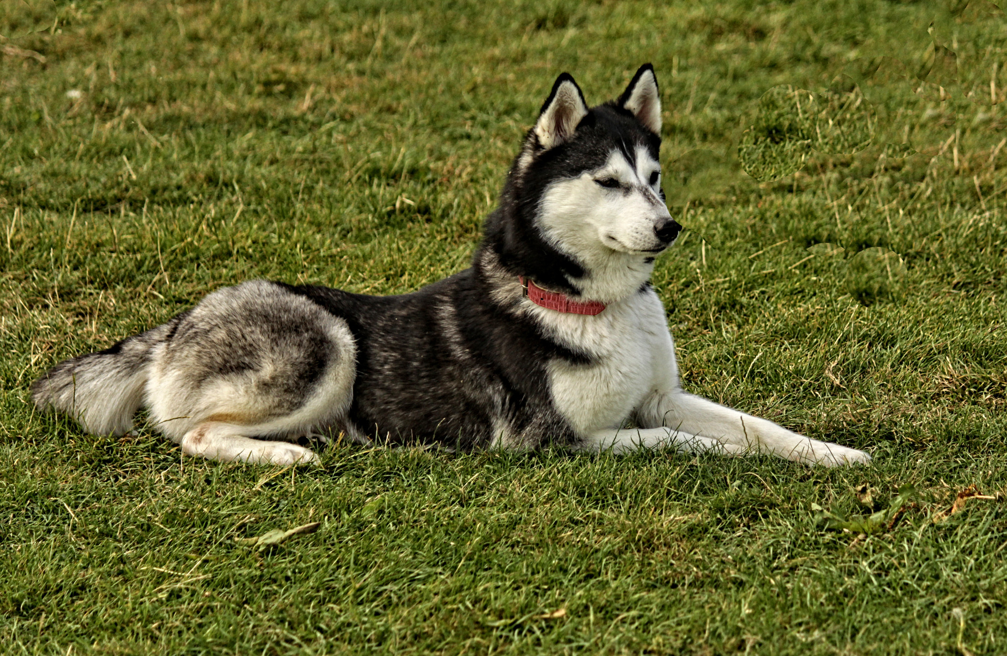 Canon EOS 50D + Canon EF-S 55-250mm F4-5.6 IS sample photo. Rut dog r photography