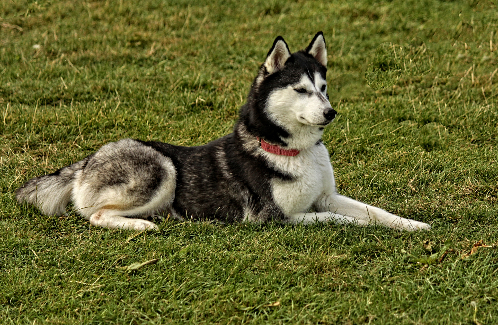 Canon EF-S 55-250mm F4-5.6 IS sample photo. Rut dog r photography