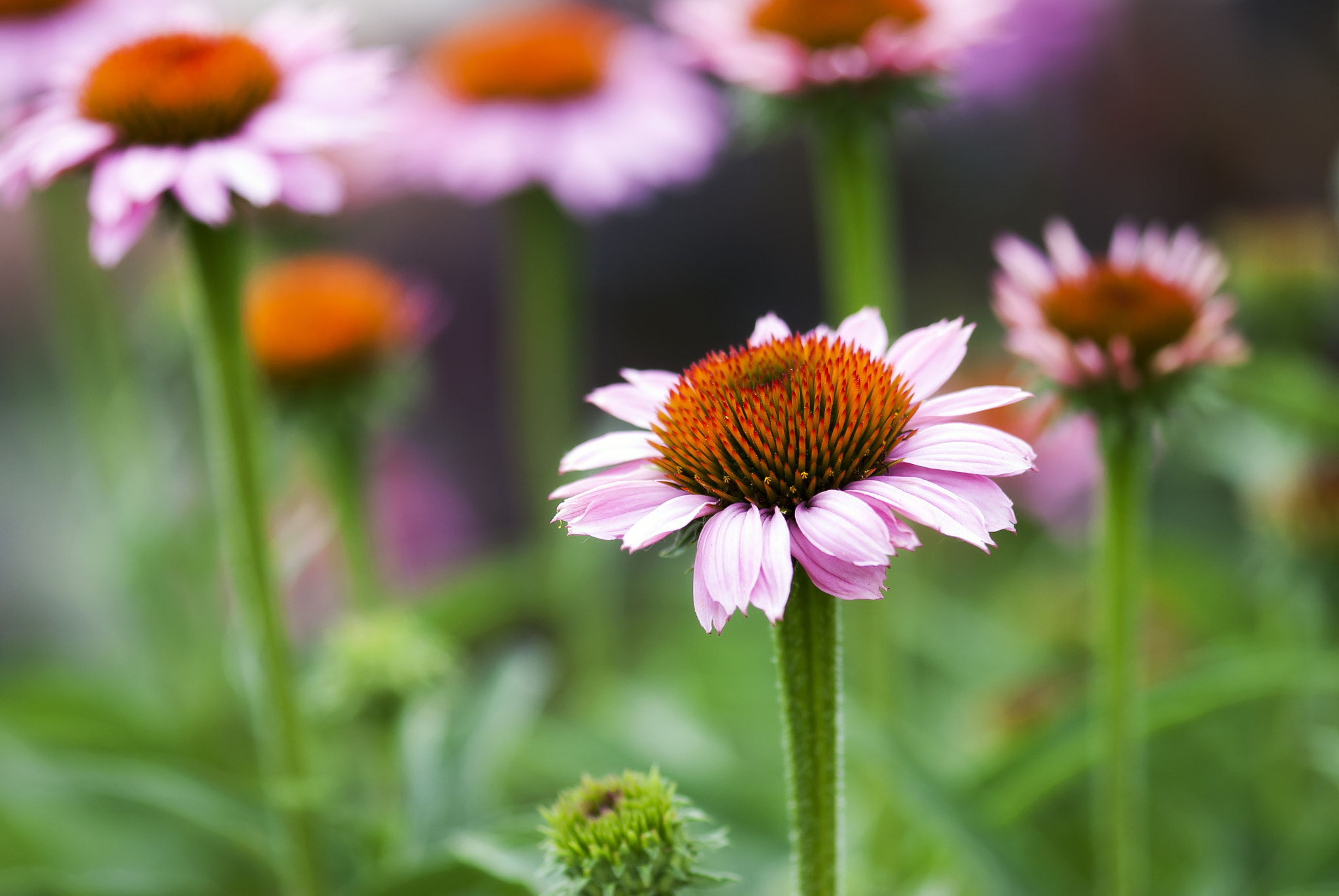 Nikon D60 sample photo. Coneflower opening photography