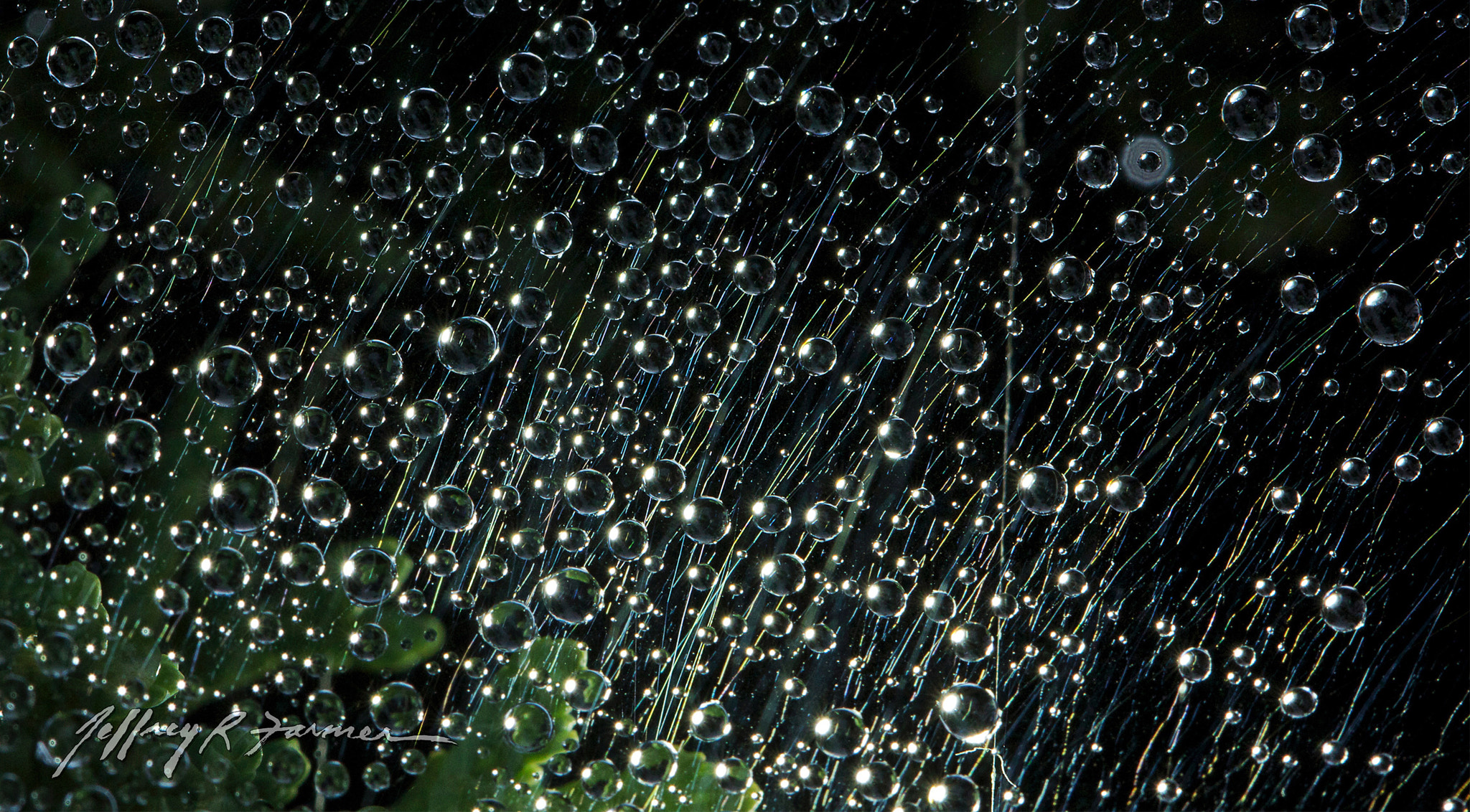 Canon EF 100mm F2.8L Macro IS USM sample photo. Spider's silk photography