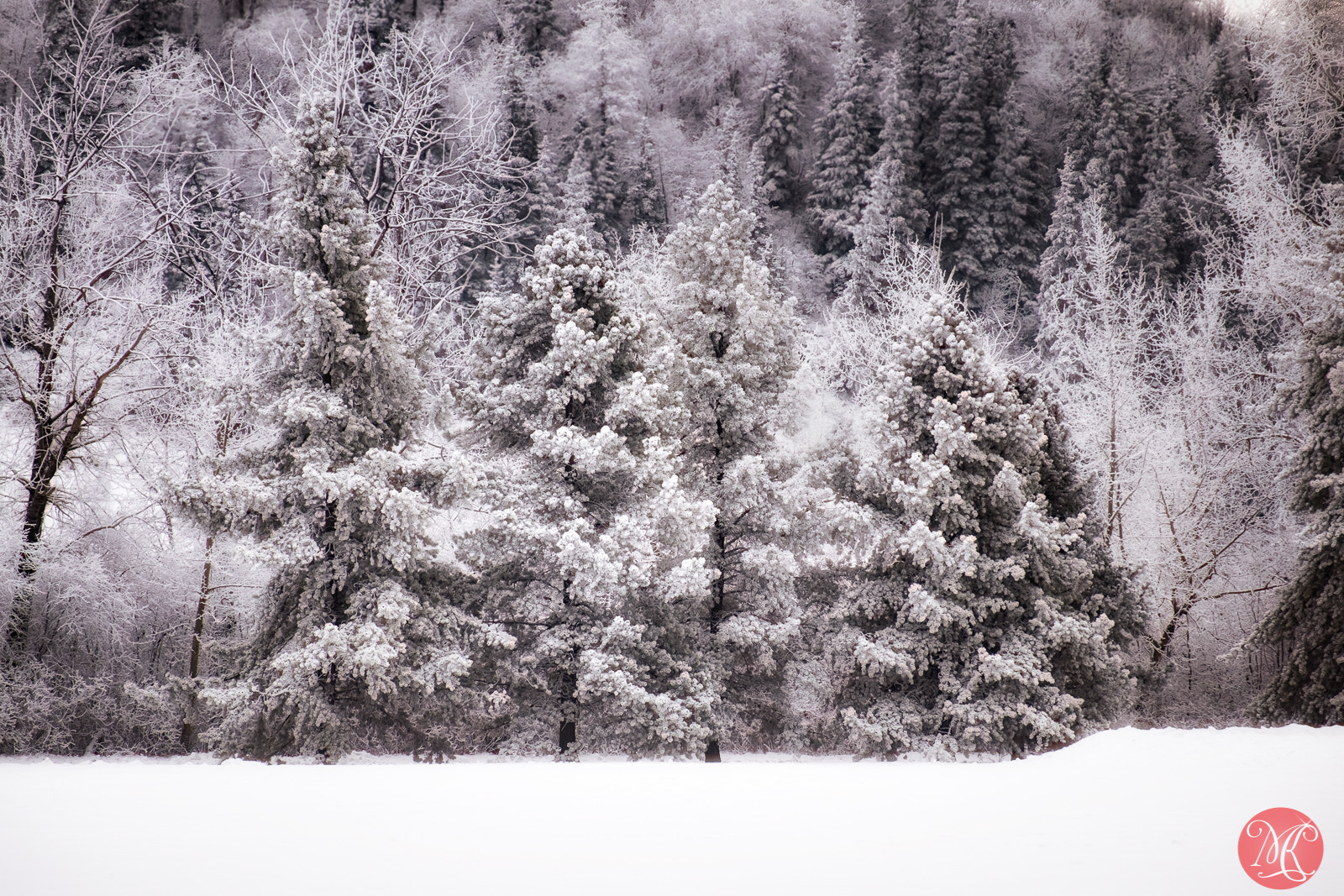 Fujifilm X-E2 + Fujifilm XF 55-200mm F3.5-4.8 R LM OIS sample photo. Enchanted woods photography