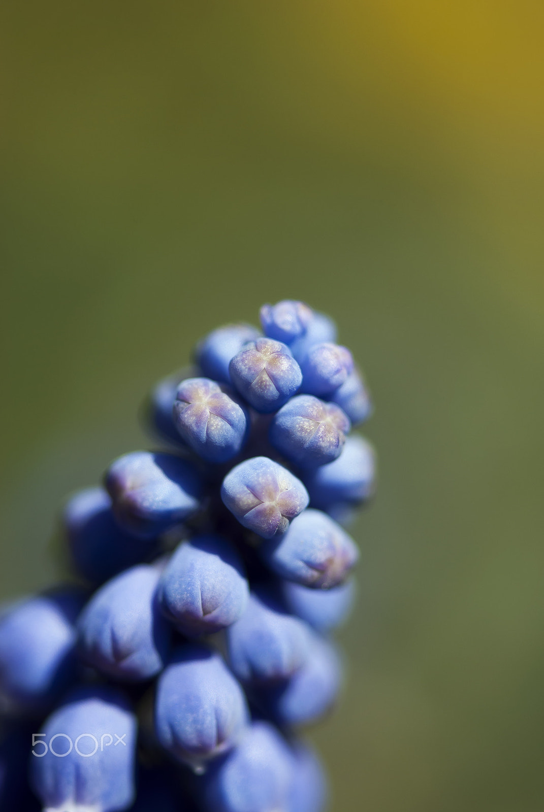 Nikon D60 + Nikon AF-S Micro-Nikkor 105mm F2.8G IF-ED VR sample photo. Grape hyacinth buds photography
