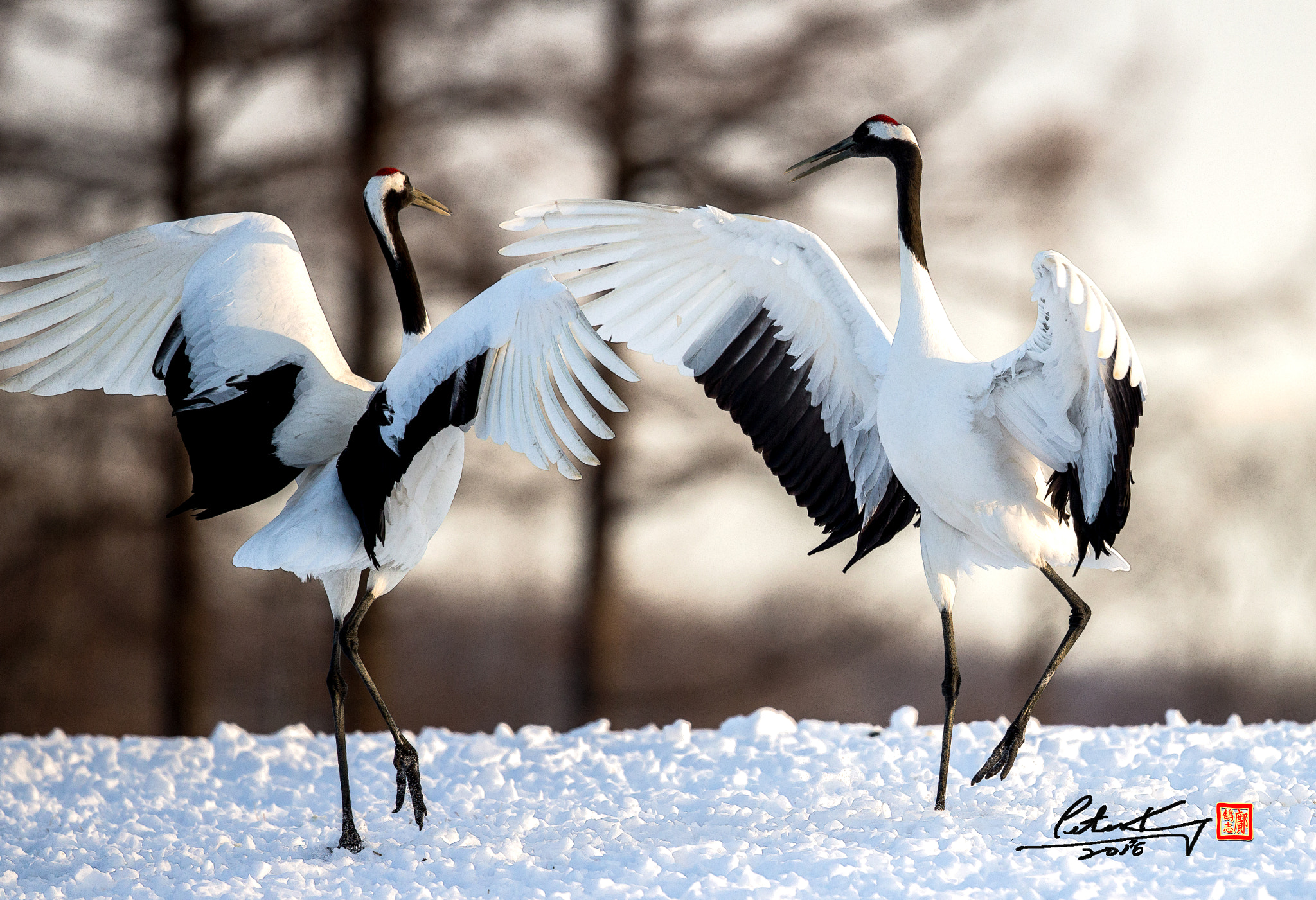 Canon EOS-1D X + Canon EF 500mm F4L IS II USM sample photo. Red crowed crane photography
