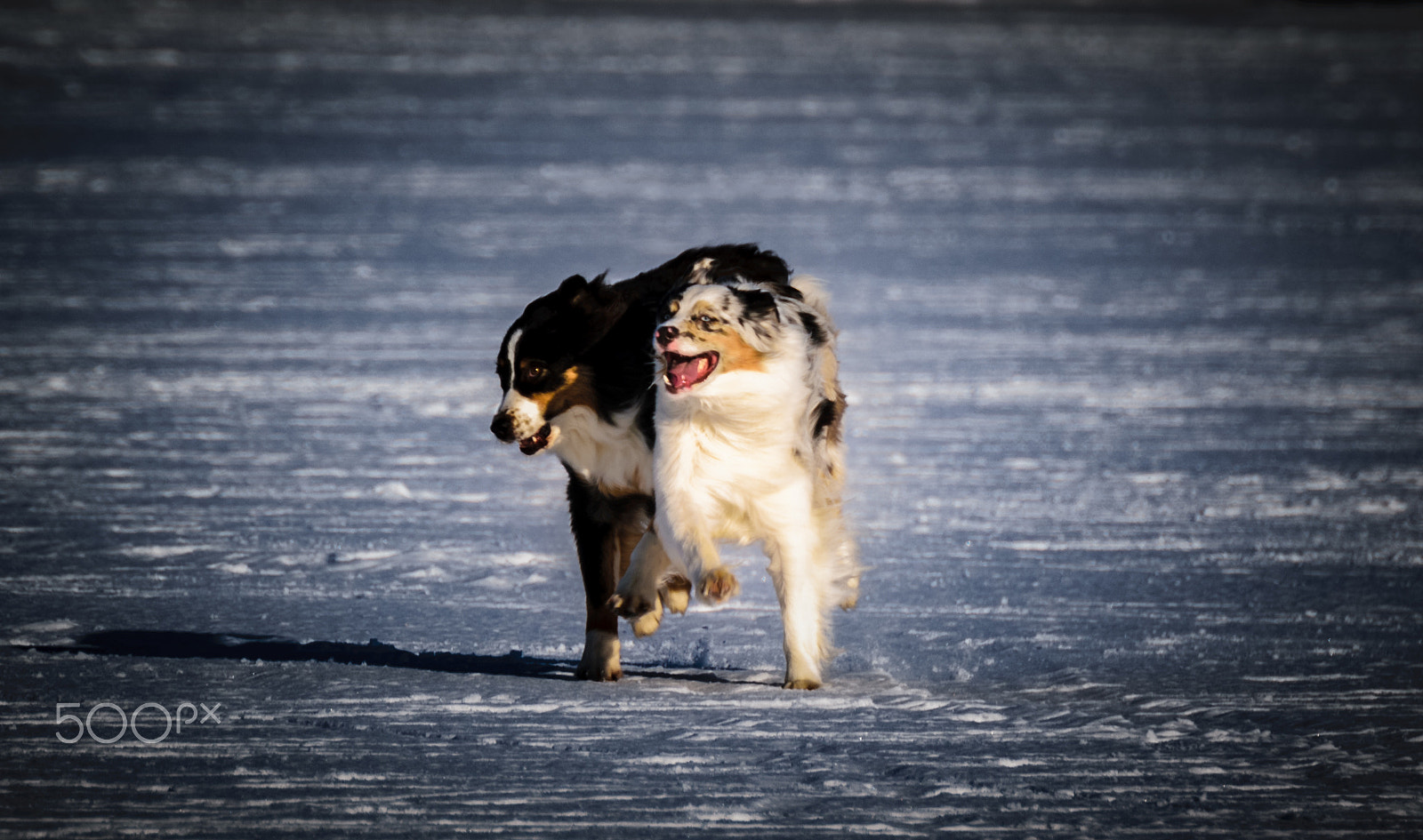 Nikon D3300 + Tamron SP 70-300mm F4-5.6 Di VC USD sample photo. Dogs playing on frozen sea photography