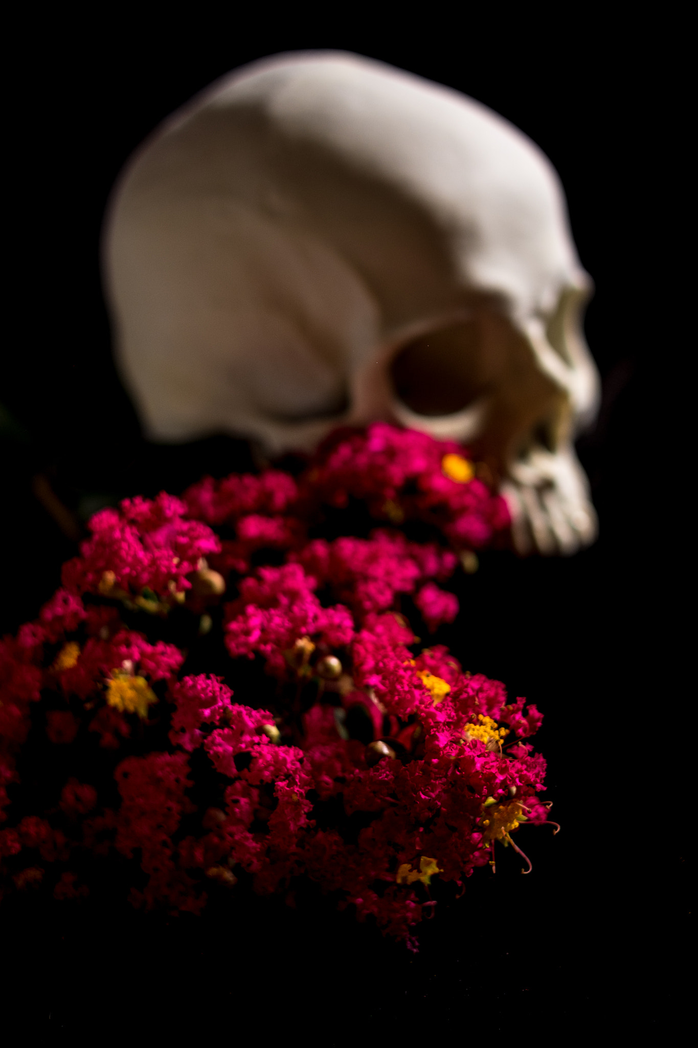 Fujifilm XF 56mm F1.2 R sample photo. Skull series: backyard flower photography