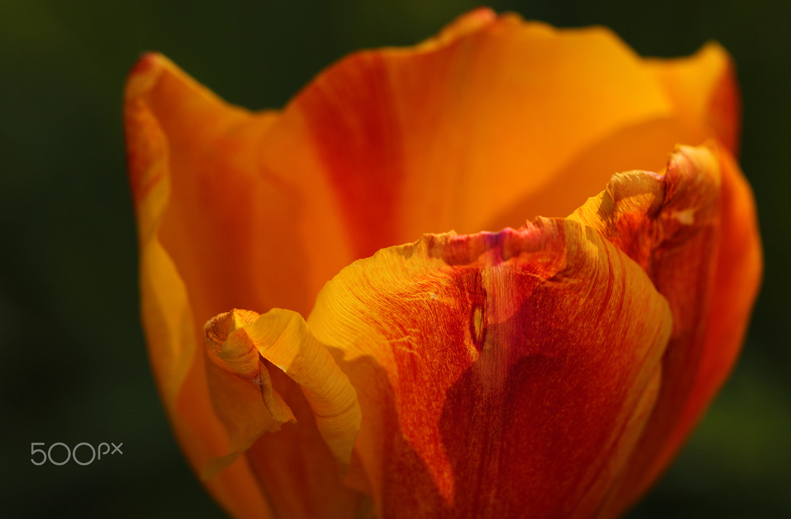 Canon EOS 750D (EOS Rebel T6i / EOS Kiss X8i) + Canon EF 100mm F2.8L Macro IS USM sample photo. Tulip sunset 1005 photography