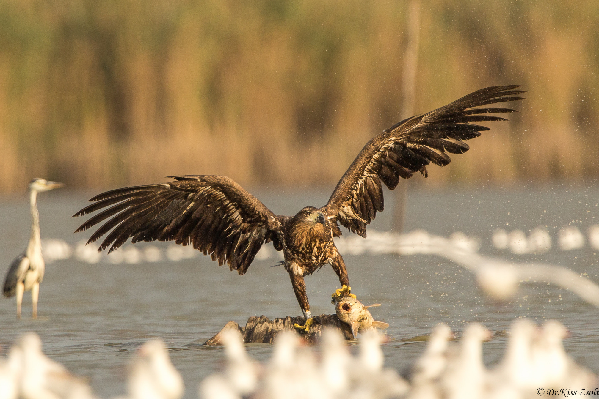 Canon EF 600mm F4L IS II USM sample photo. Eagle catching a carp photography