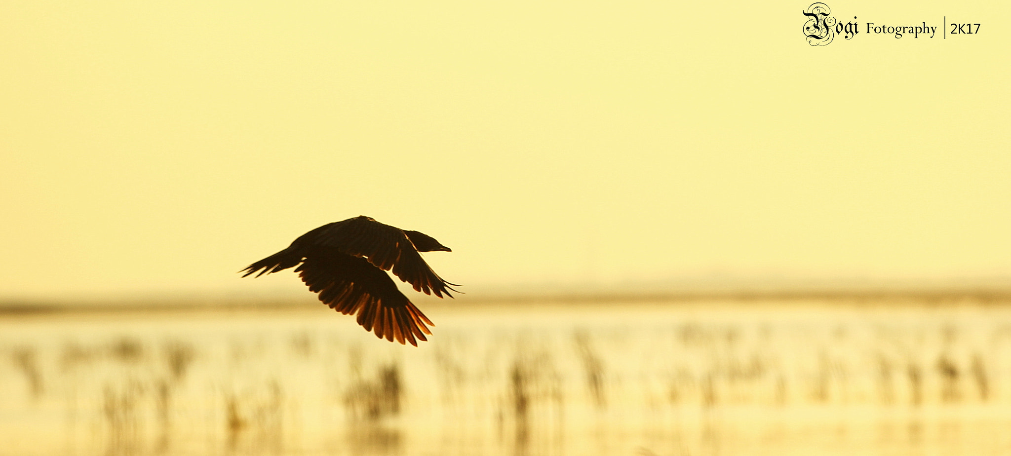 Canon EF 70-200mm F2.8L IS II USM sample photo. Cormorant fly off photography