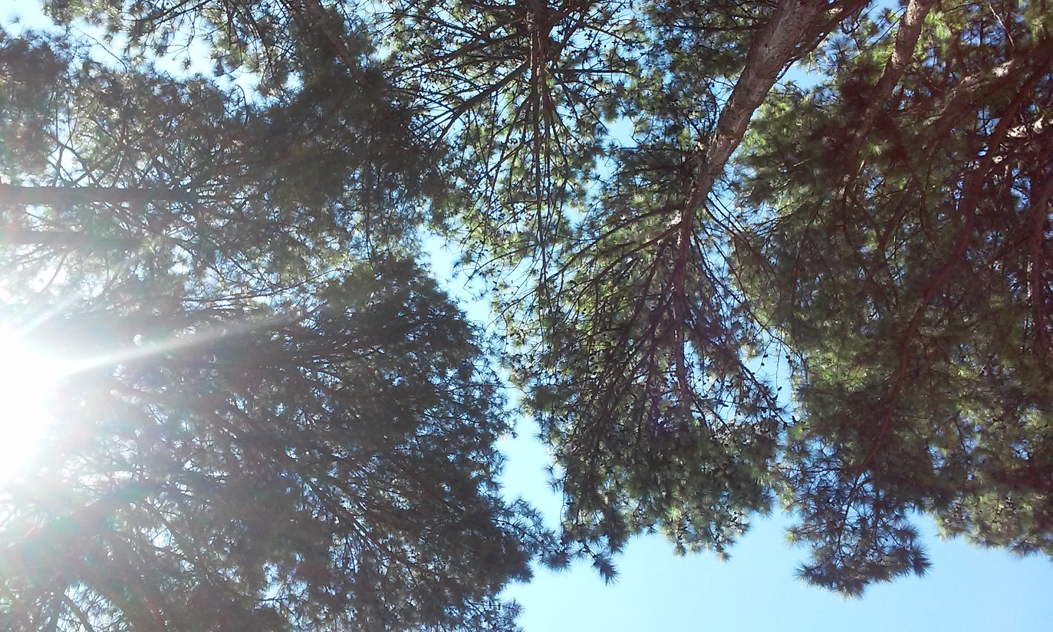 LG L70 sample photo