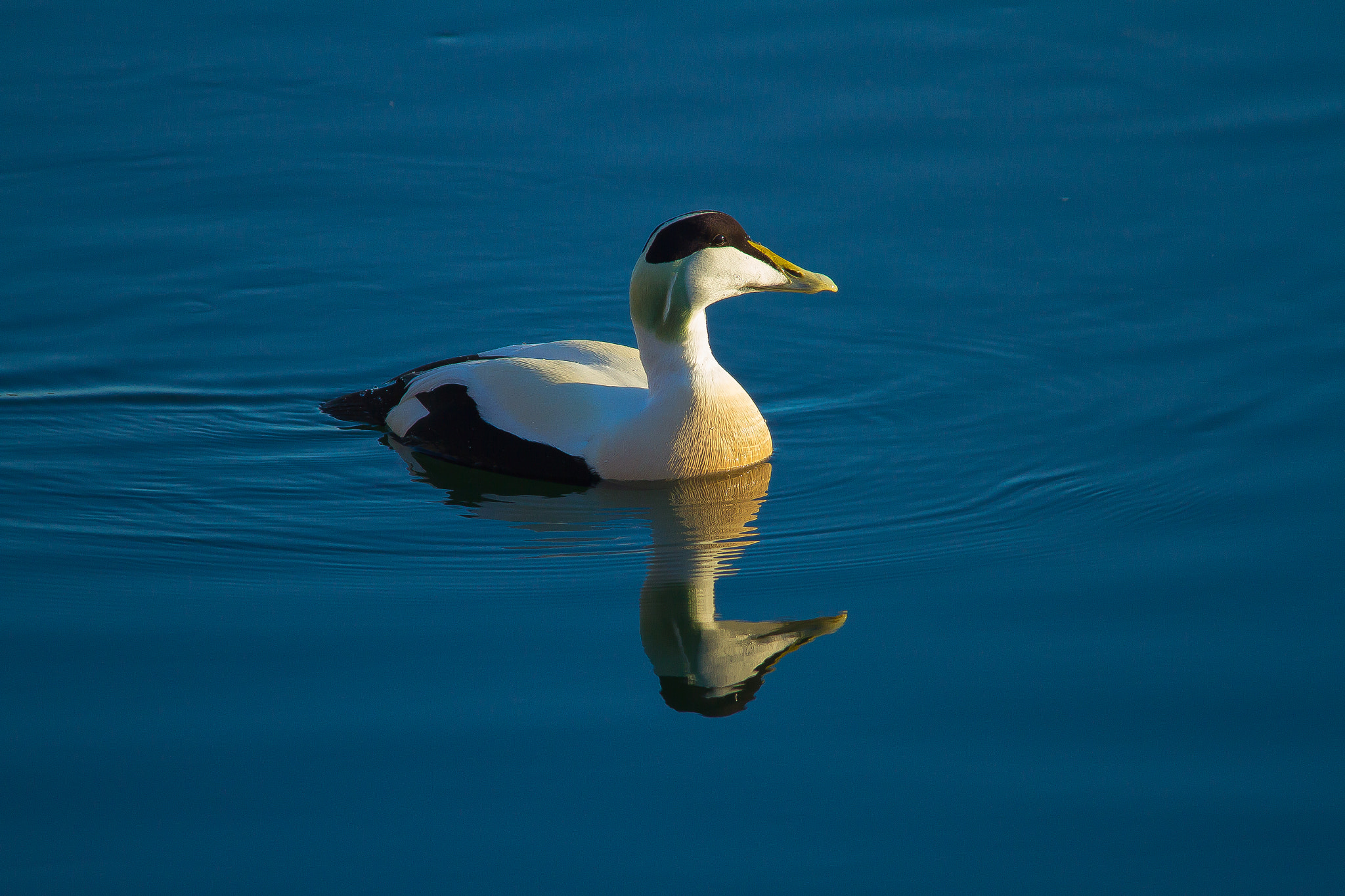 Canon EOS 7D + Sigma 150-500mm F5-6.3 DG OS HSM sample photo. The eider duck of yesterday photography