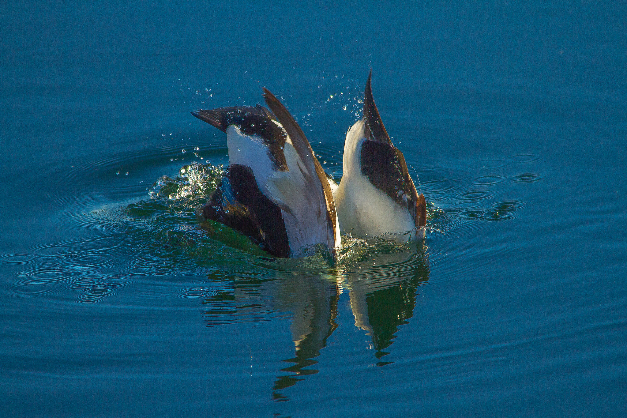 Canon EOS 7D + Sigma 150-500mm F5-6.3 DG OS HSM sample photo. - diving photography