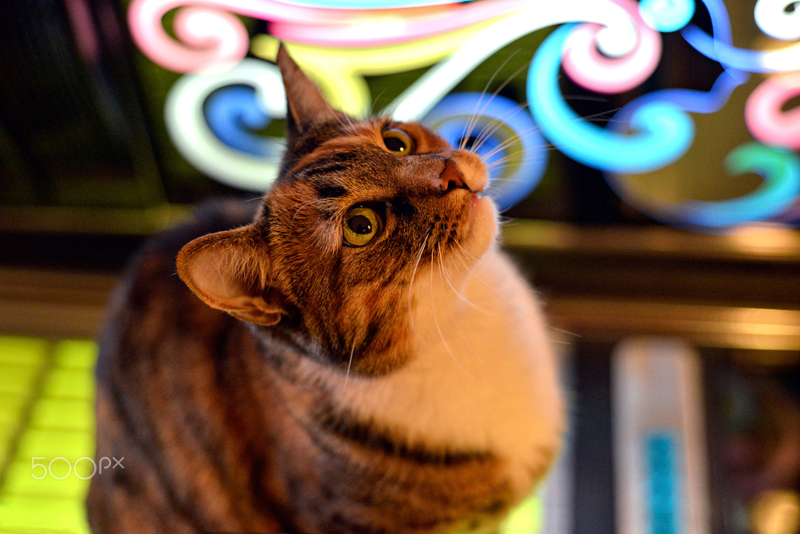 Nikon AF Nikkor 50mm F1.8D sample photo. Updating firmware photography