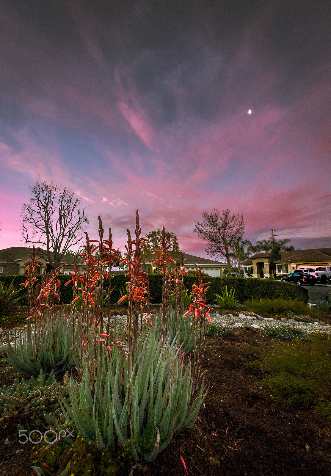 Nikon D610 + Nikon AF Fisheye-Nikkor 16mm F2.8D sample photo. Aloe sunrise photography