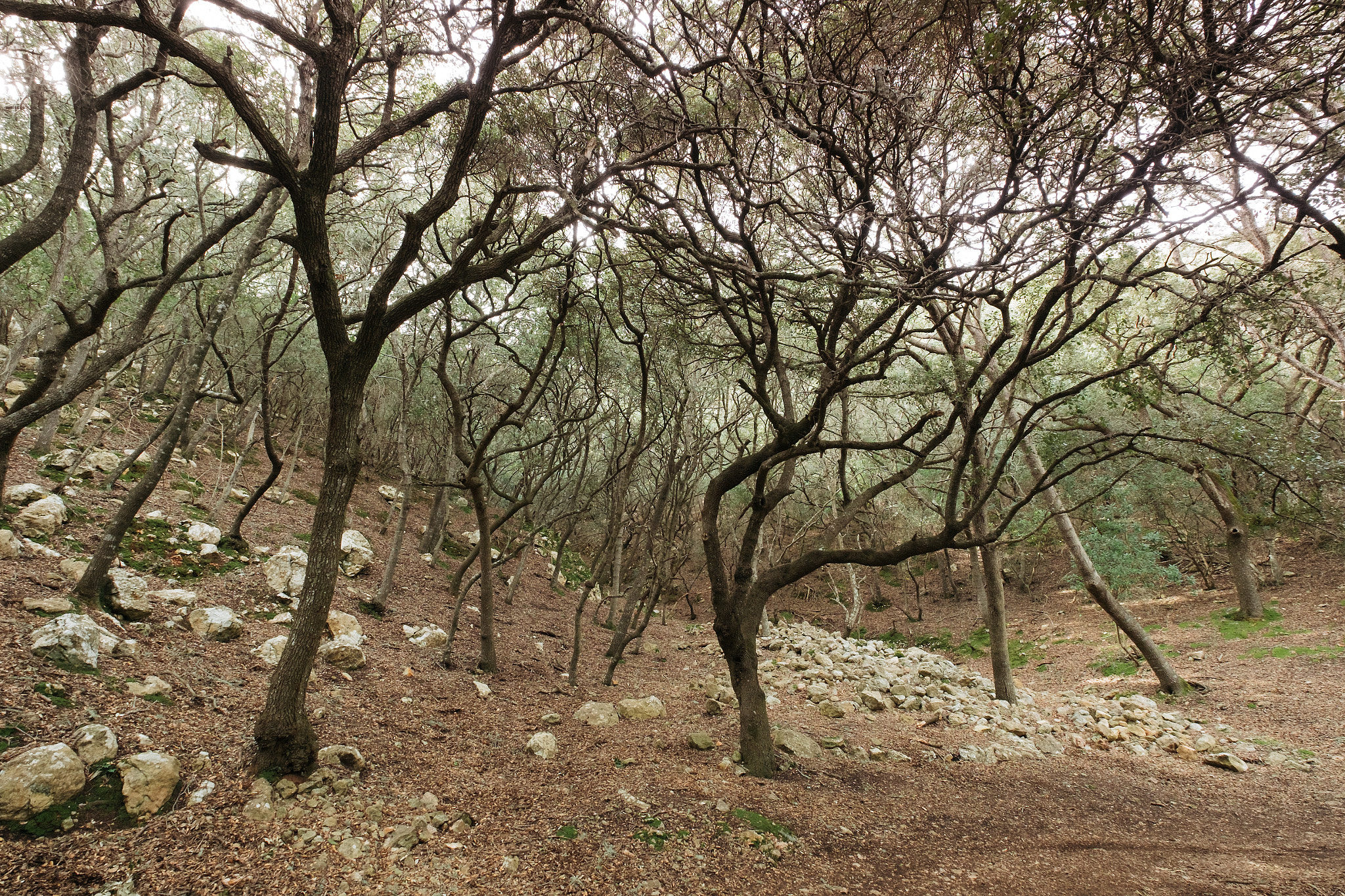 Fujifilm XF 10-24mm F4 R OIS sample photo. The soft trees (dali's dream ii) photography
