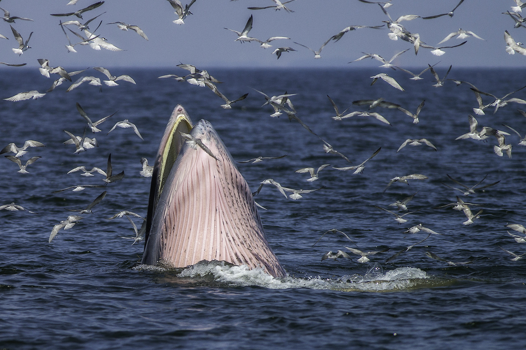 Sony a99 II sample photo. Bryde whale photography