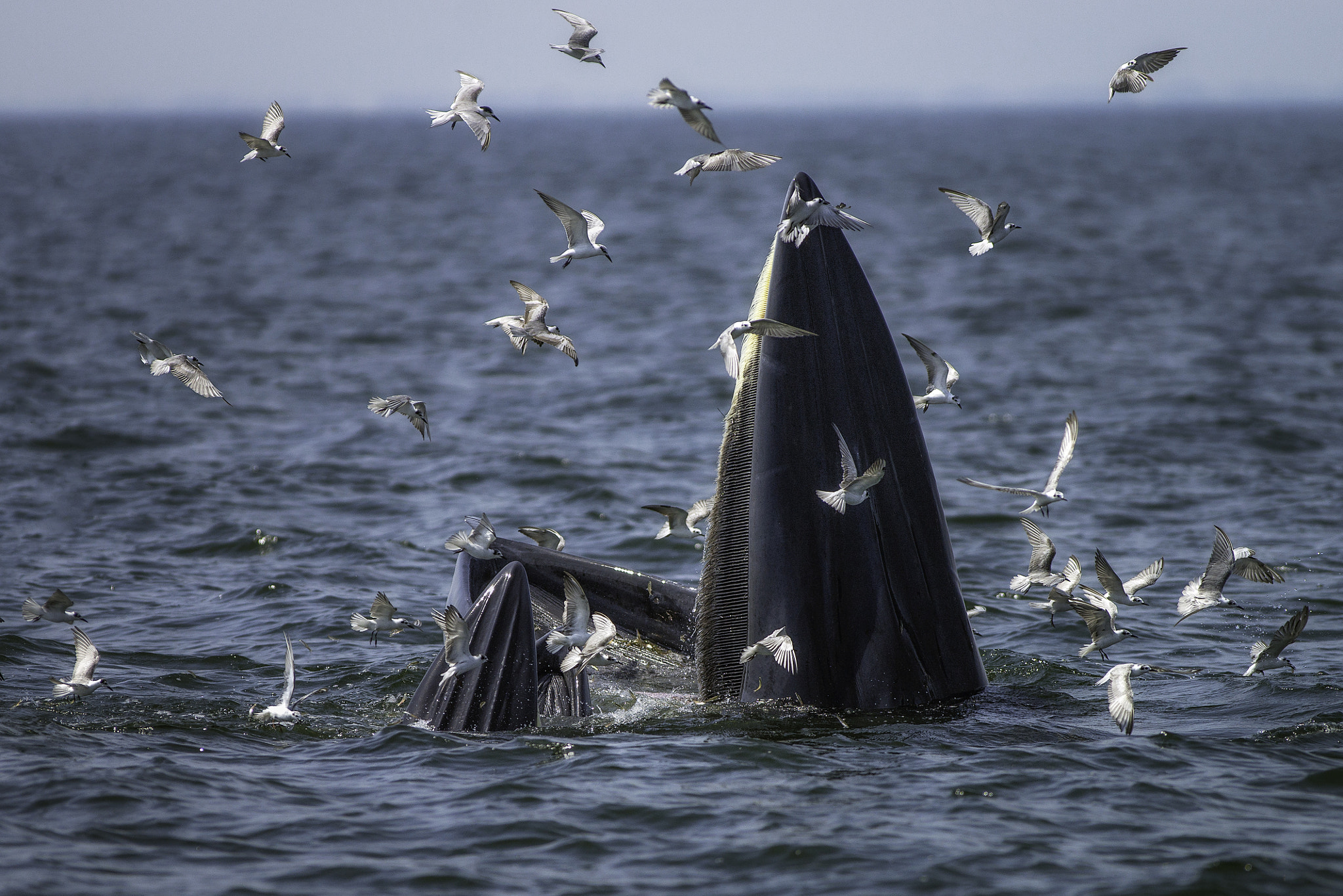 Minolta AF 400mm F4.5 HS-APO G sample photo. Bryde whale photography