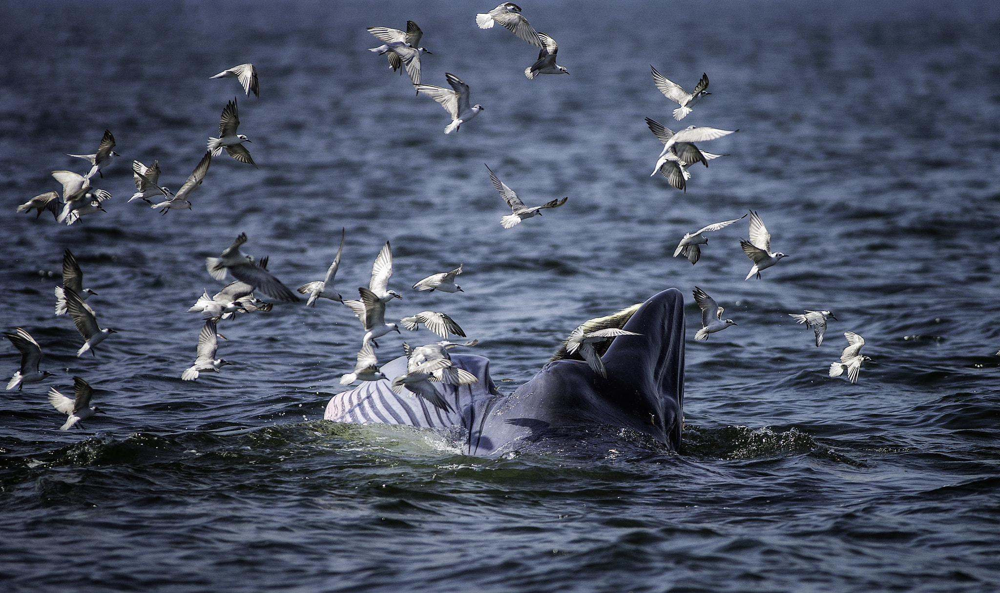 Sony a99 II + Minolta AF 400mm F4.5 HS-APO G sample photo. Bryde whale photography