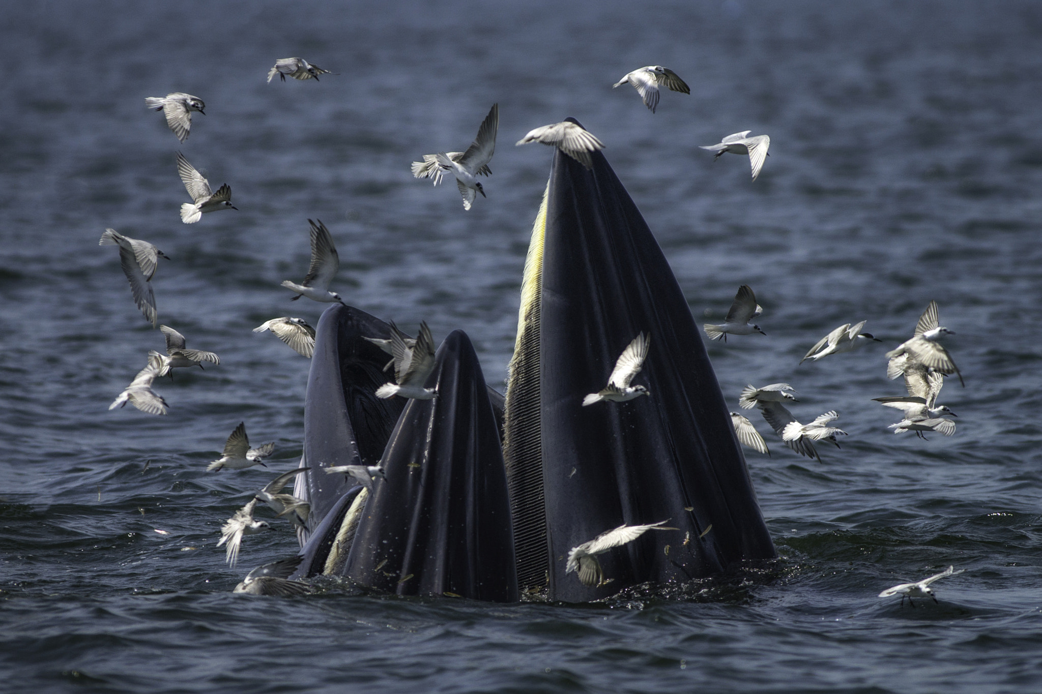 Minolta AF 400mm F4.5 HS-APO G sample photo. Bryde whale photography