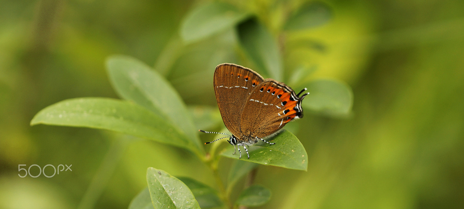 Sony SLT-A57 sample photo. Satyrium ilicis photography