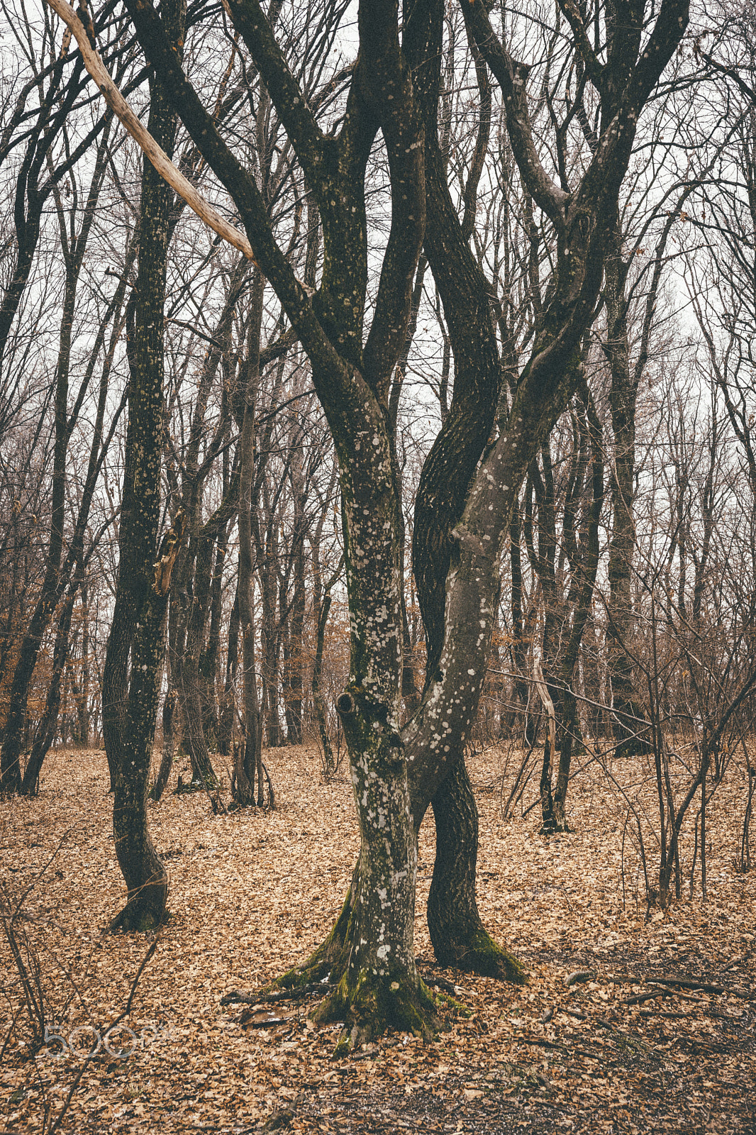 Nikon D5300 + Sigma 18-35mm F1.8 DC HSM Art sample photo. The magical forest photography