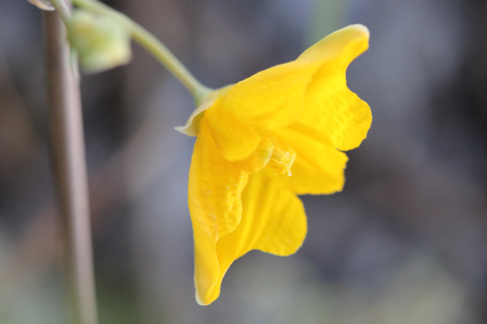 Canon EF 100mm F2.8 Macro USM sample photo. Little yellow wildflower photography