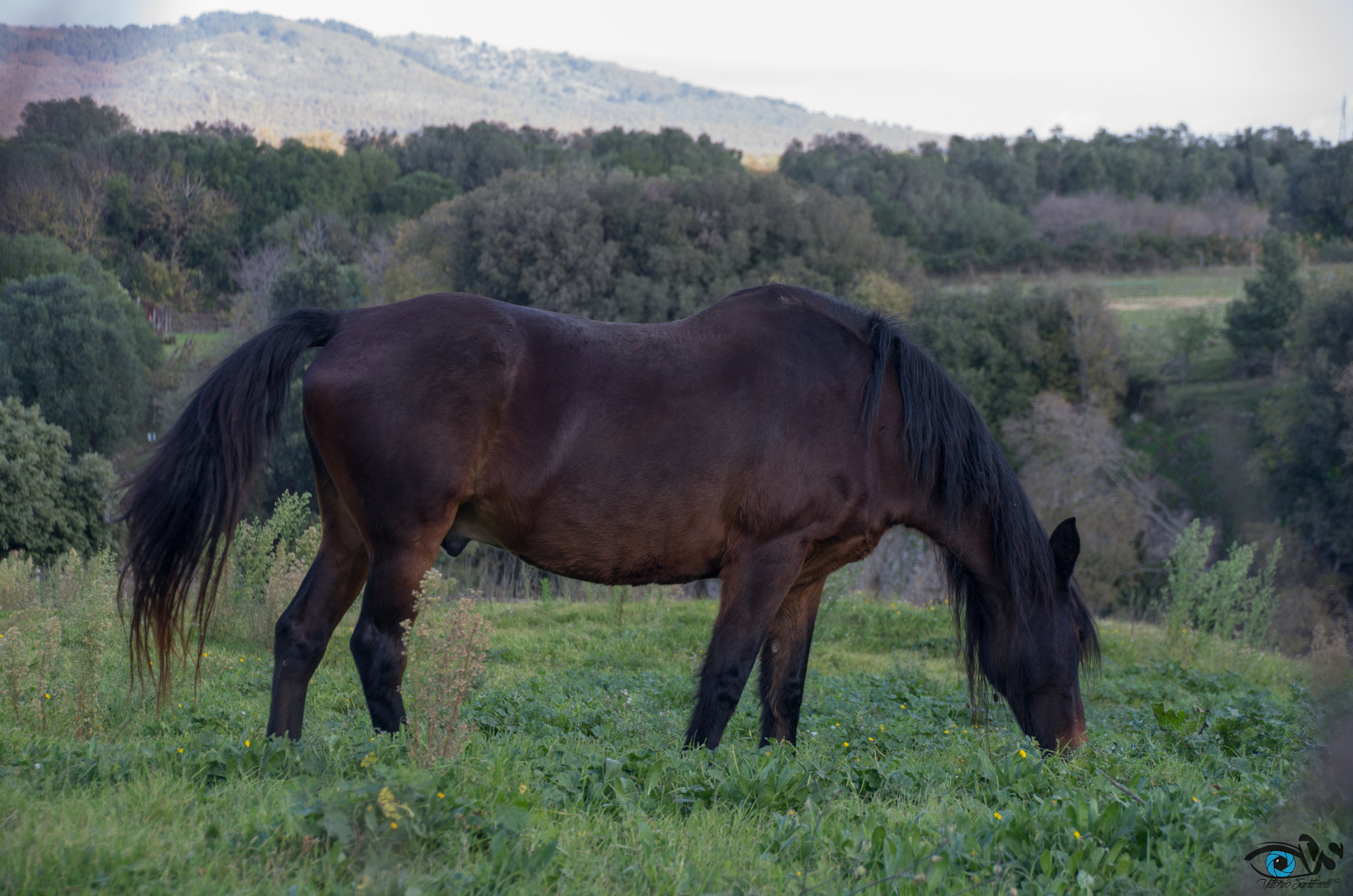 Pentax K-5 sample photo. Parco di vulci (viterbo) photography