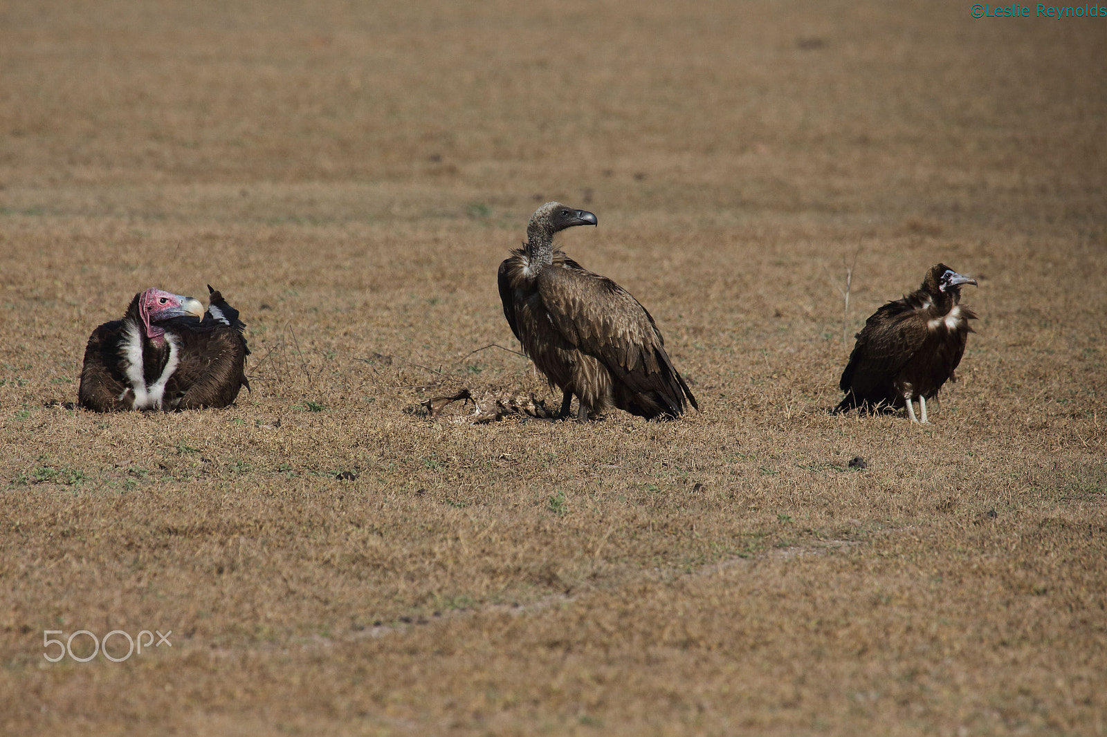 Canon EF 100-400mm F4.5-5.6L IS USM sample photo. Three in a row photography