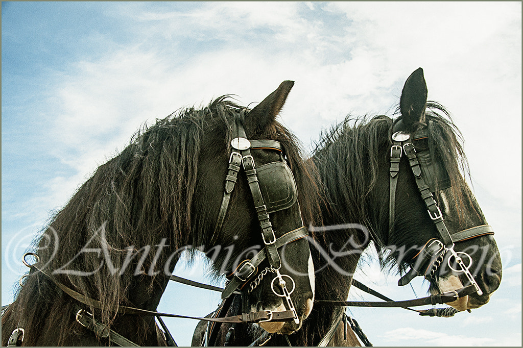 Sigma 18-200mm F3.5-6.3 DC OS HSM sample photo. Gemelos photography