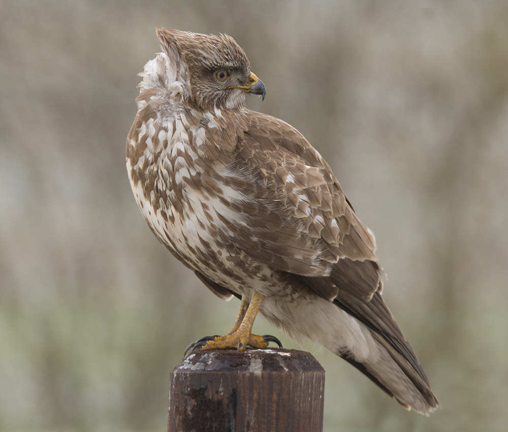 150-600mm F5-6.3 DG OS HSM | Sports 014 sample photo. Buizerd / buzzard photography