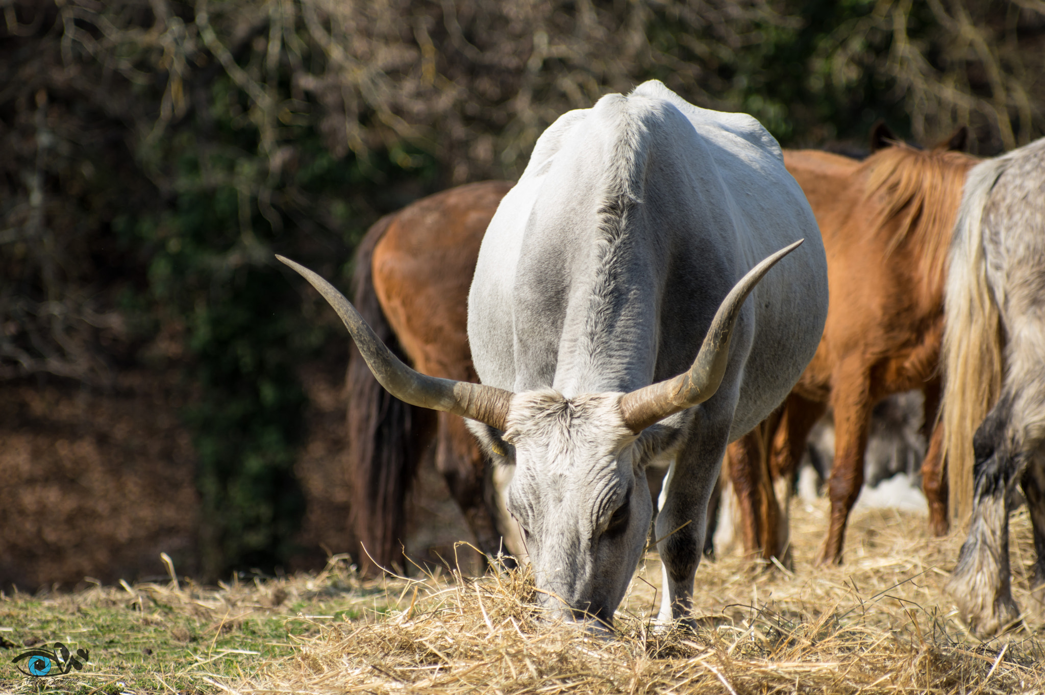 Pentax K-3 sample photo. Parco di veio (rome) photography