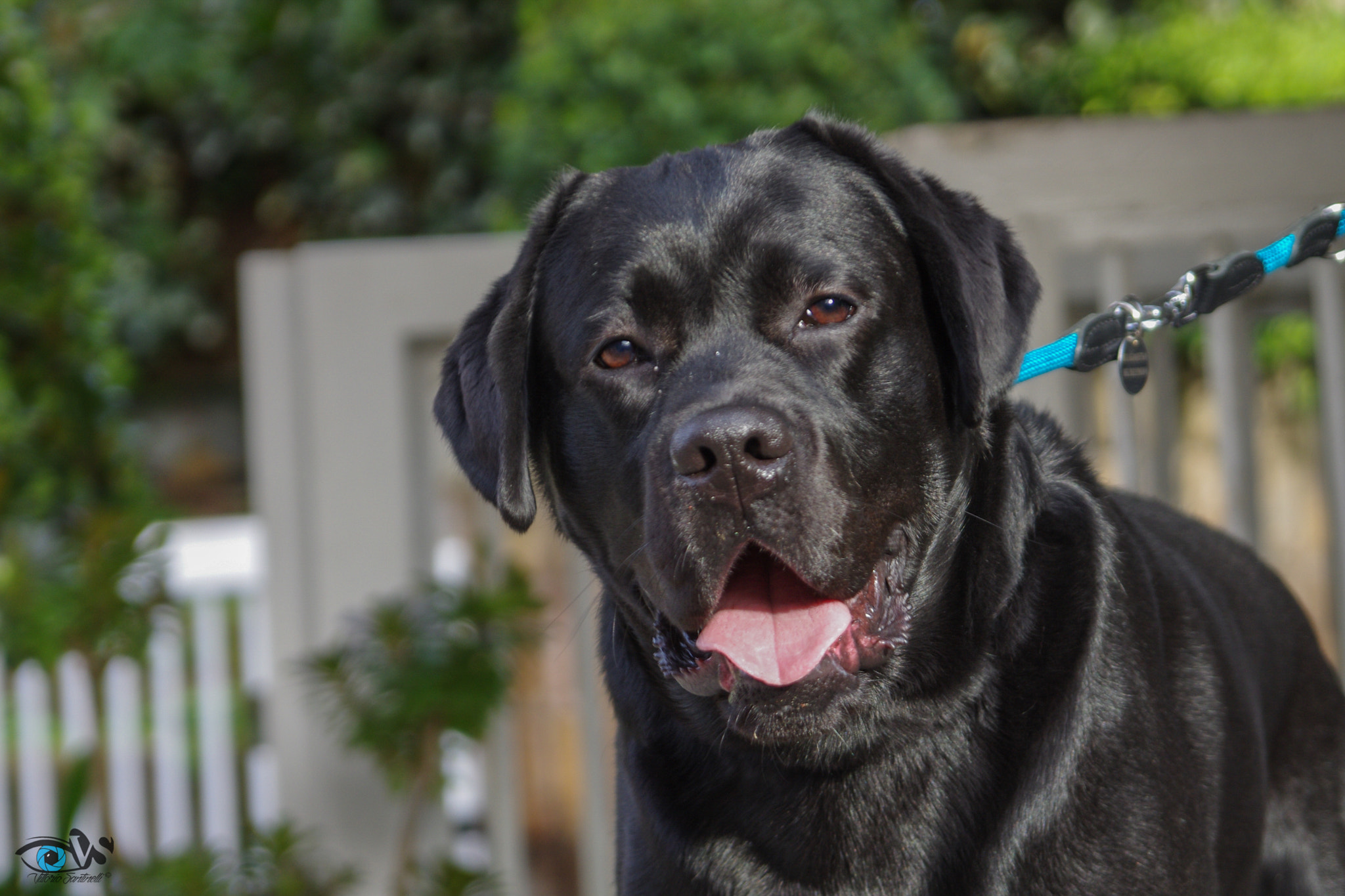 Pentax K-5 sample photo. Francis drake (labrador) photography