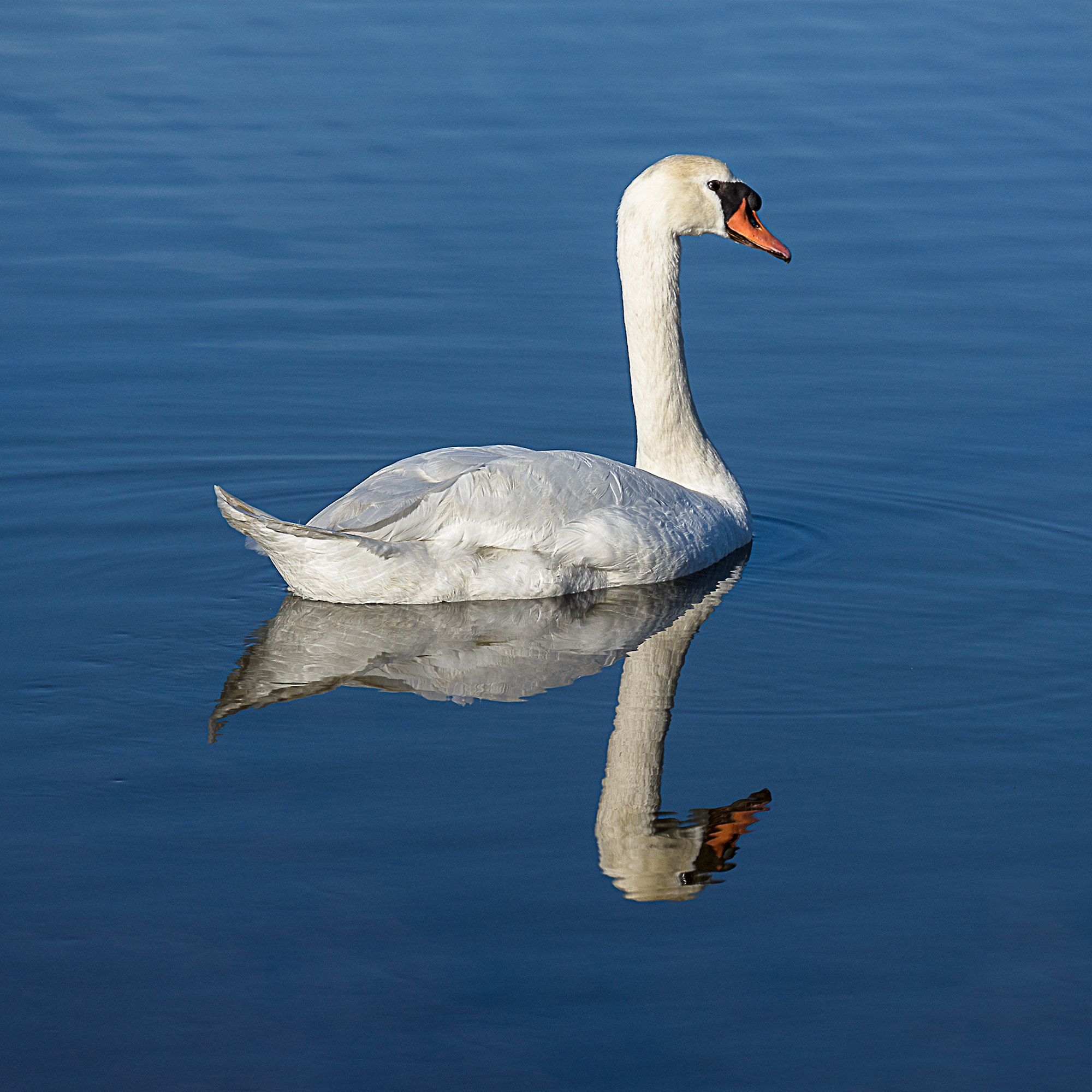 Sony a7R sample photo. Reflet, quelque part ... photography