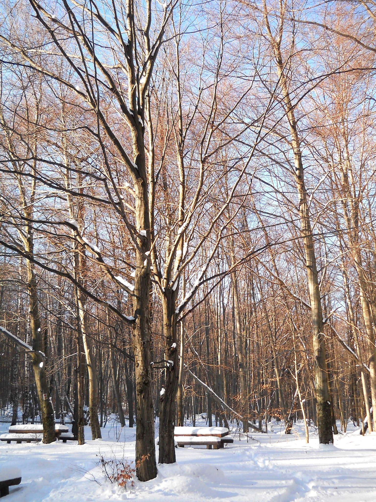 Nikon Coolpix L21 sample photo. Winter matra photography