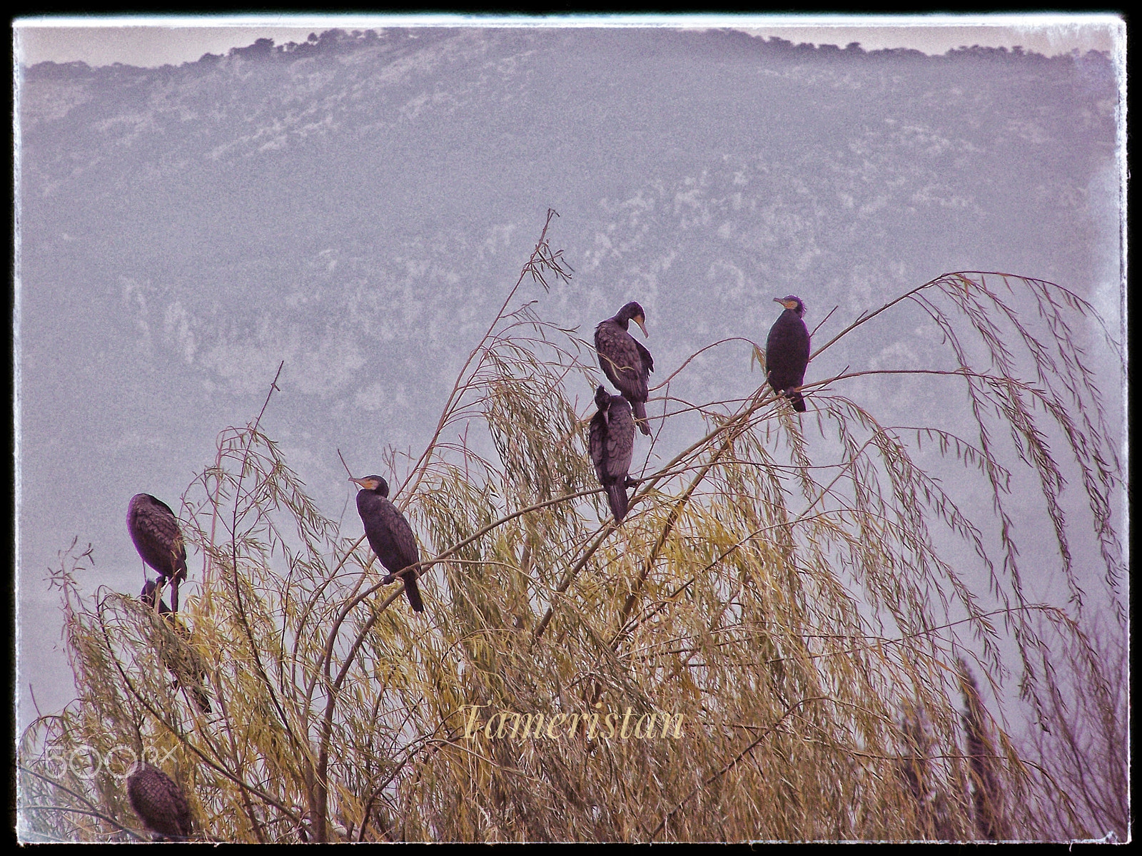 Kodak EASYSHARE Z710 ZOOM DIGITAL CAMERA sample photo. Cormorant family at pond buca. photography