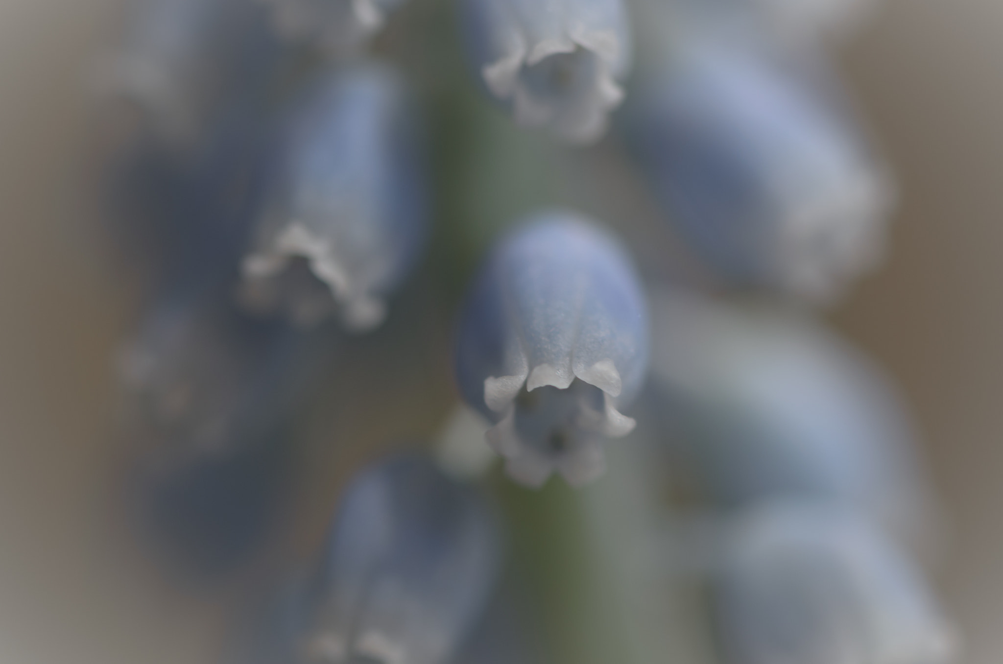 Sigma 105mm F2.8 EX DG OS HSM sample photo. Feeling blue photography