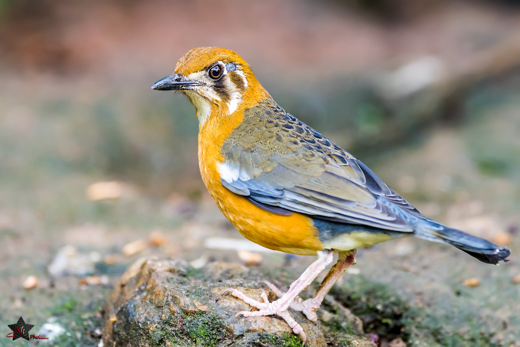 Nikon AF-S Nikkor 600mm F4E FL ED VR sample photo. Orange ground thrush photography