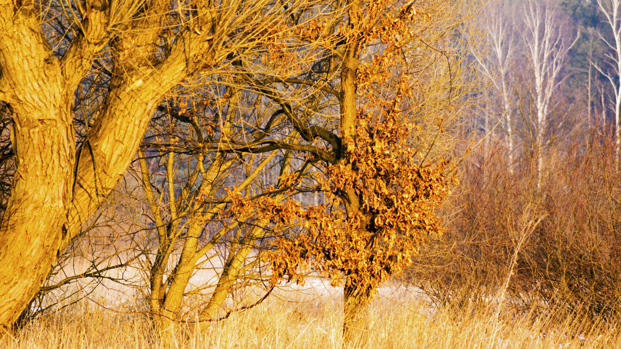 Minolta AF 100-300mm F4.5-5.6 sample photo. The colors of nature photography