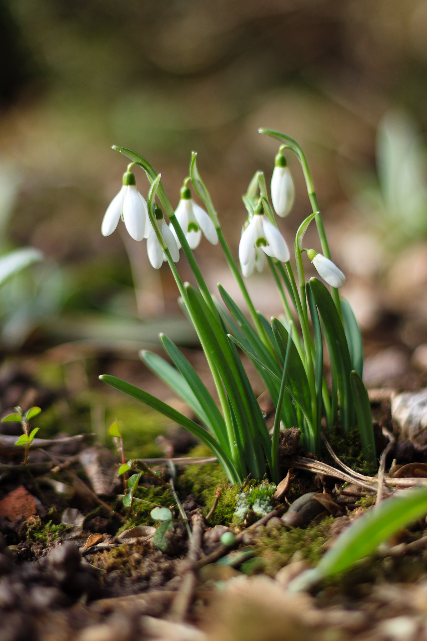 Canon EOS M10 sample photo. First snowdrops photography