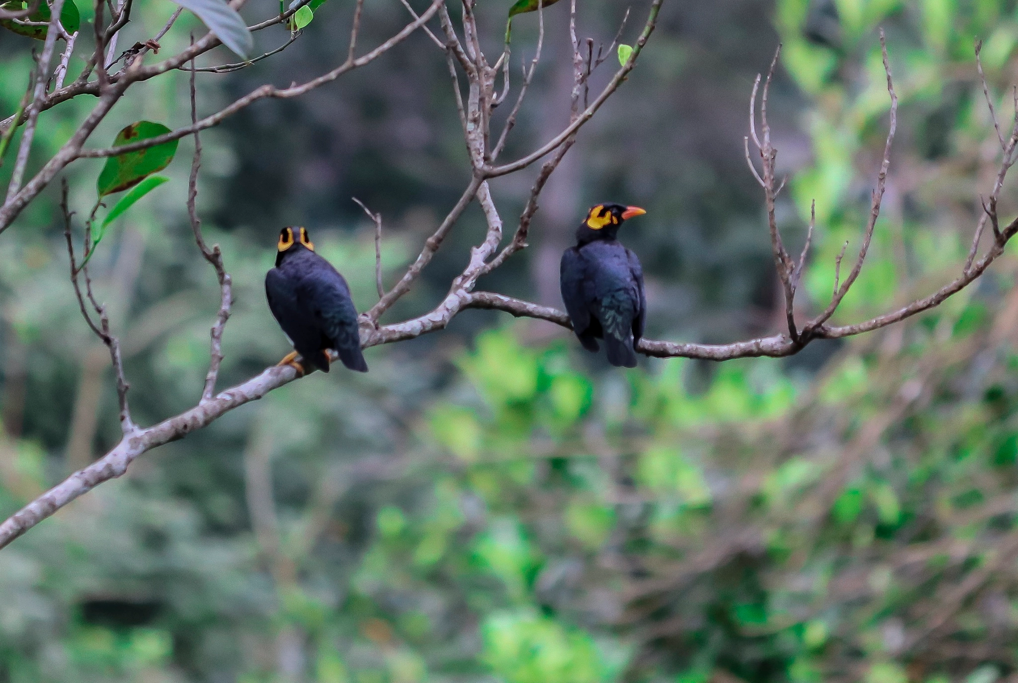 Canon EF-S 55-250mm F4-5.6 IS II sample photo. Wildlife photography