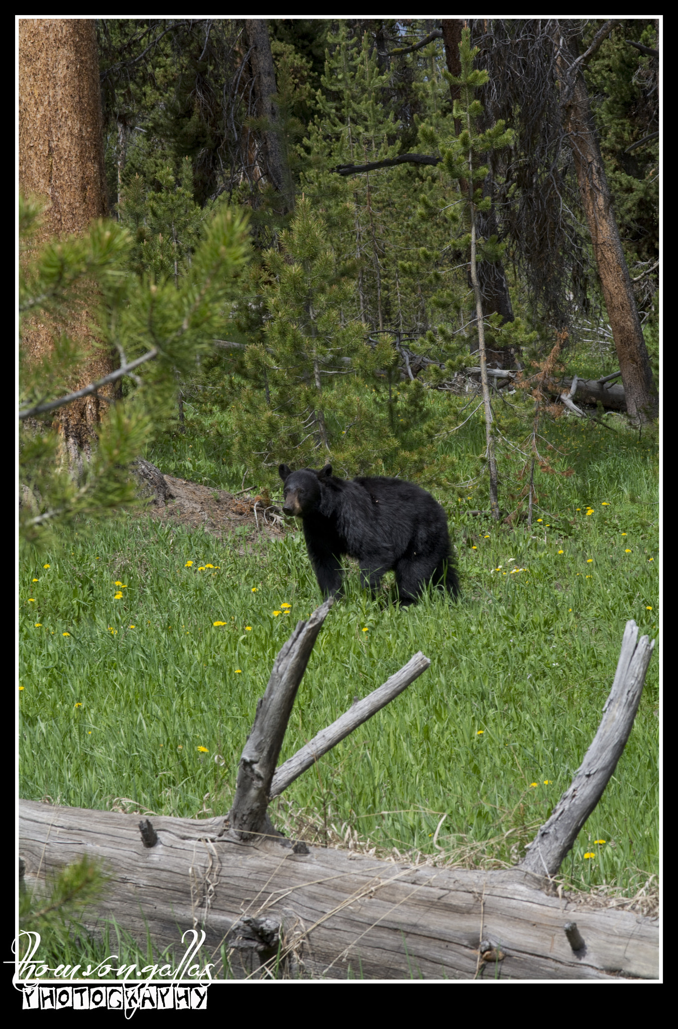 Nikon D7100 + Sigma 18-125mm F3.8-5.6 DC OS HSM sample photo. Yellowstone black bear photography