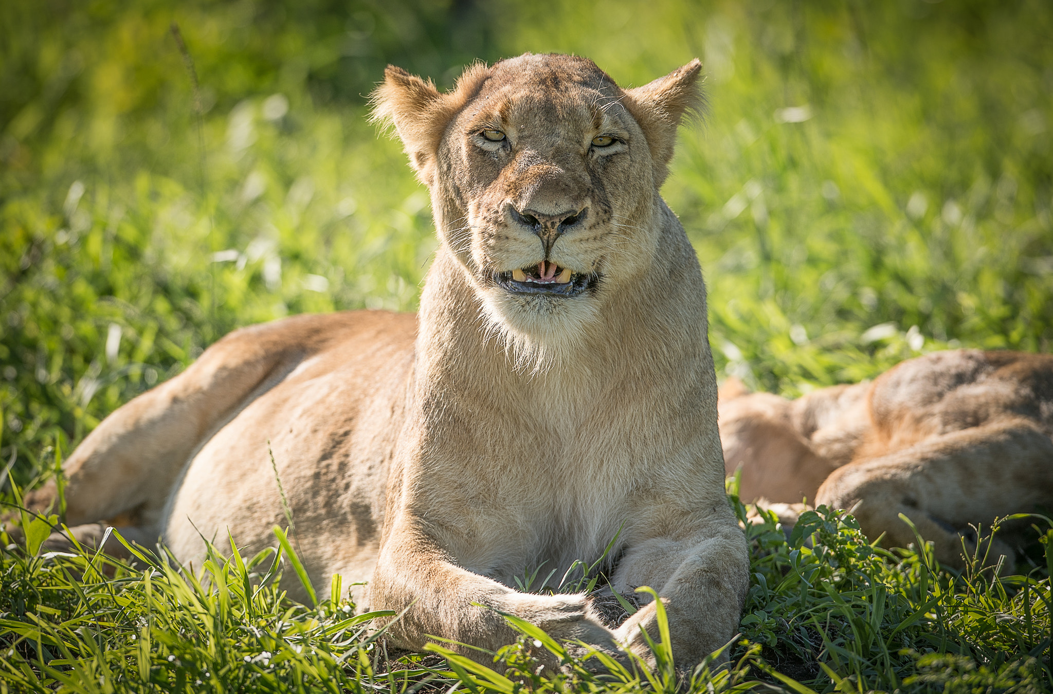 Nikon AF-S Nikkor 400mm F2.8G ED VR II sample photo. Whistle photography