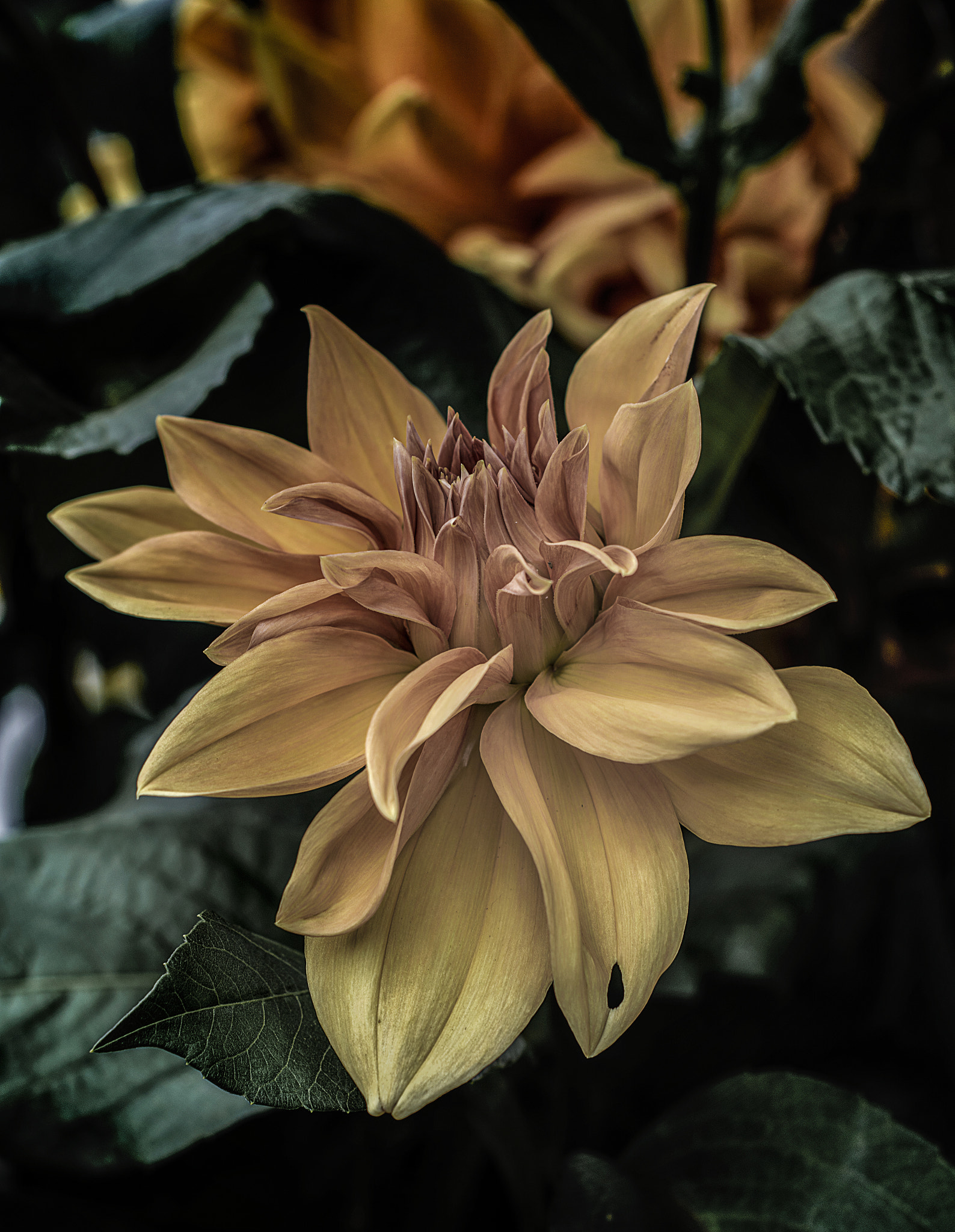 Nikon D5200 + Nikon AF Nikkor 50mm F1.8D sample photo. Dahlia . photography