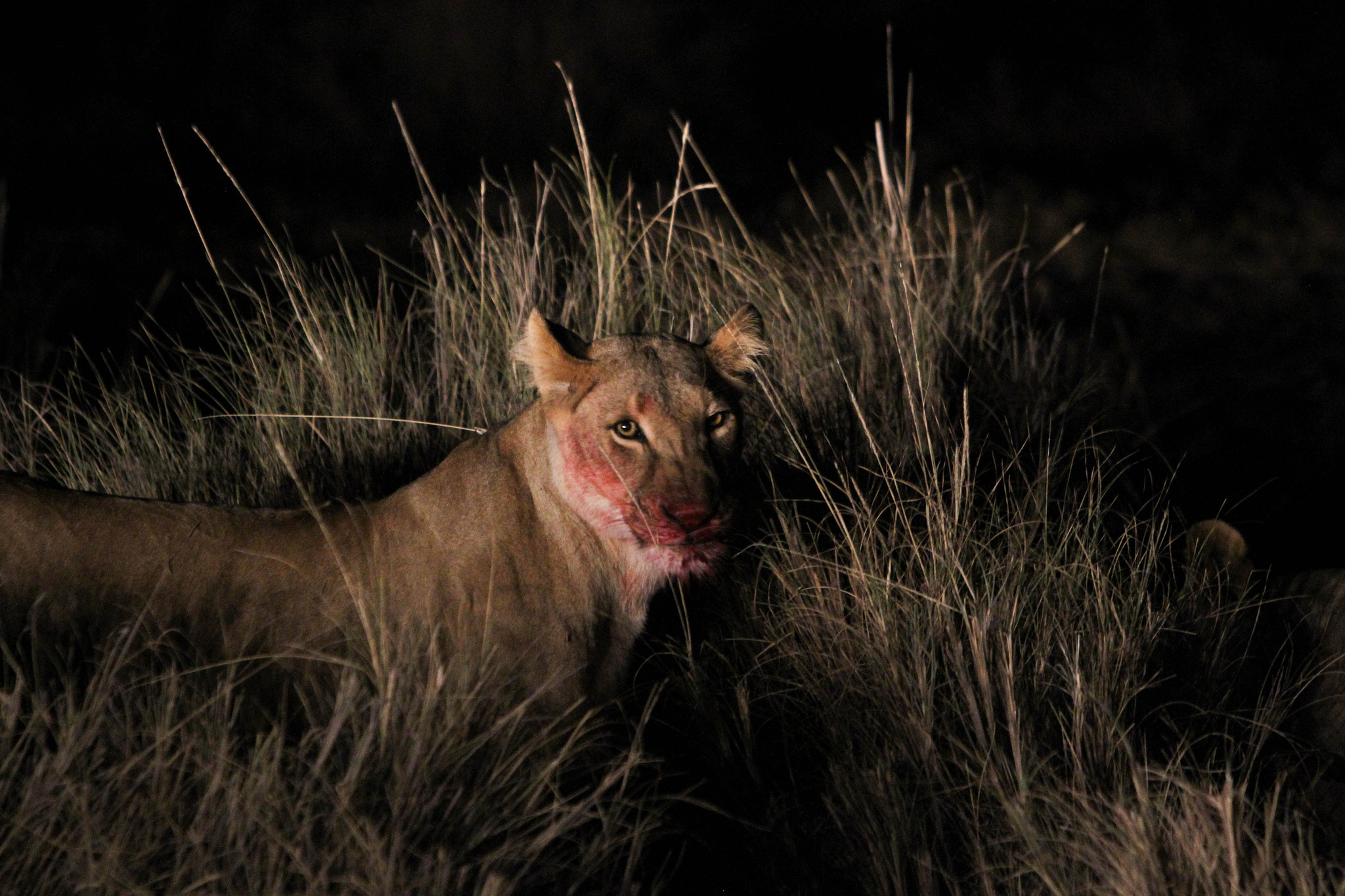 Canon EF 70-200mm F2.8L IS USM sample photo. Lioness photography